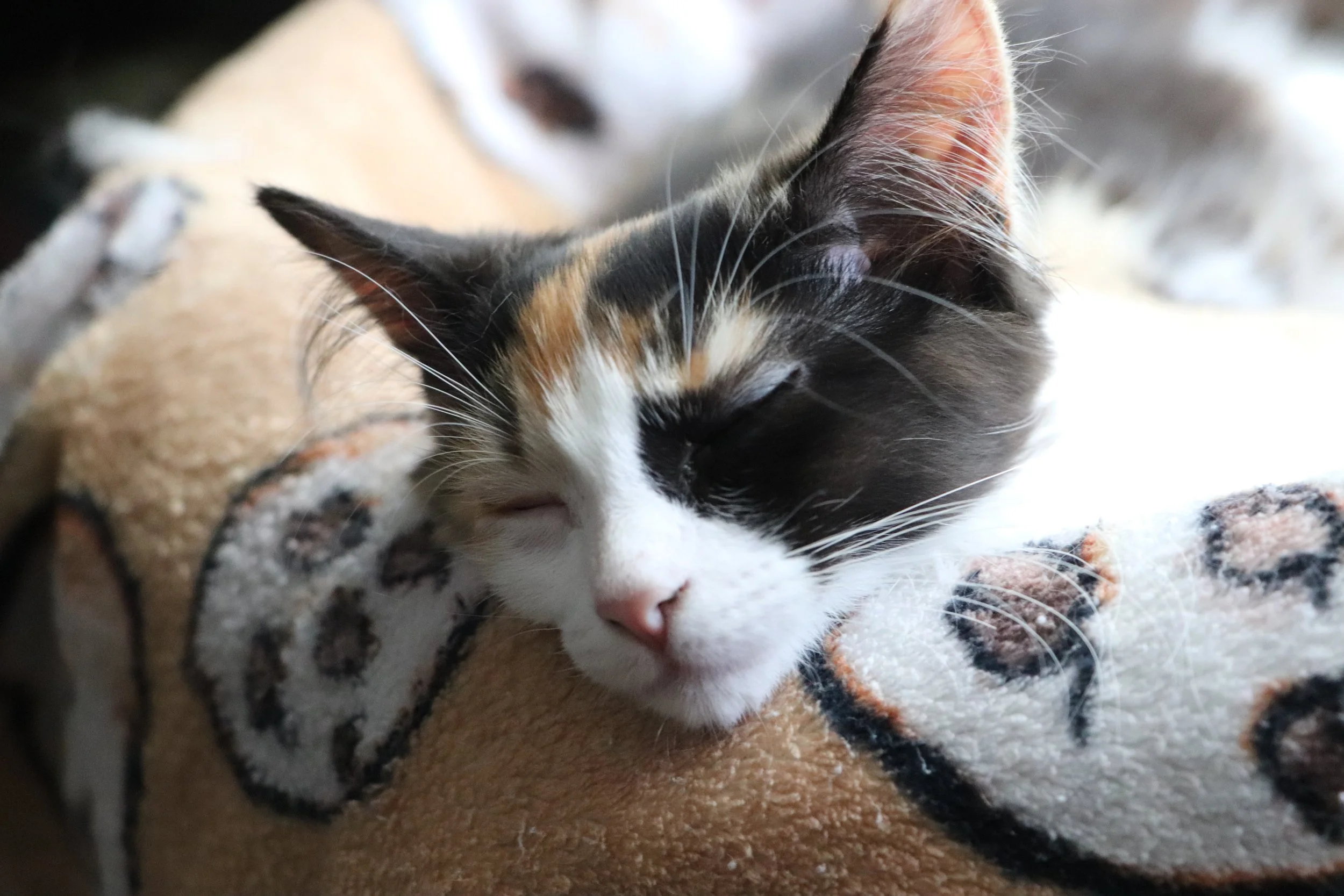 Calico Cat on a cookie blanket