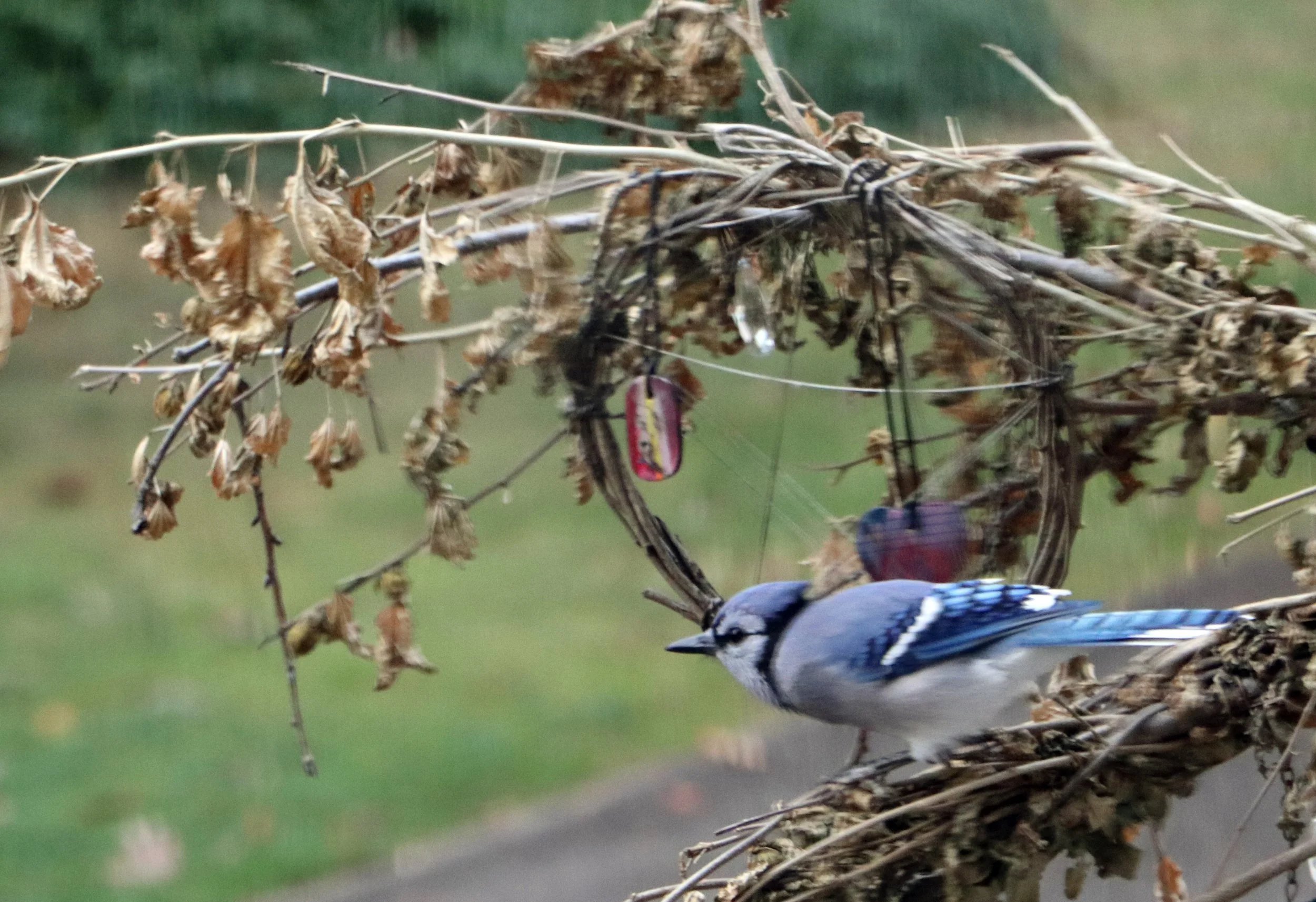 Bluejay