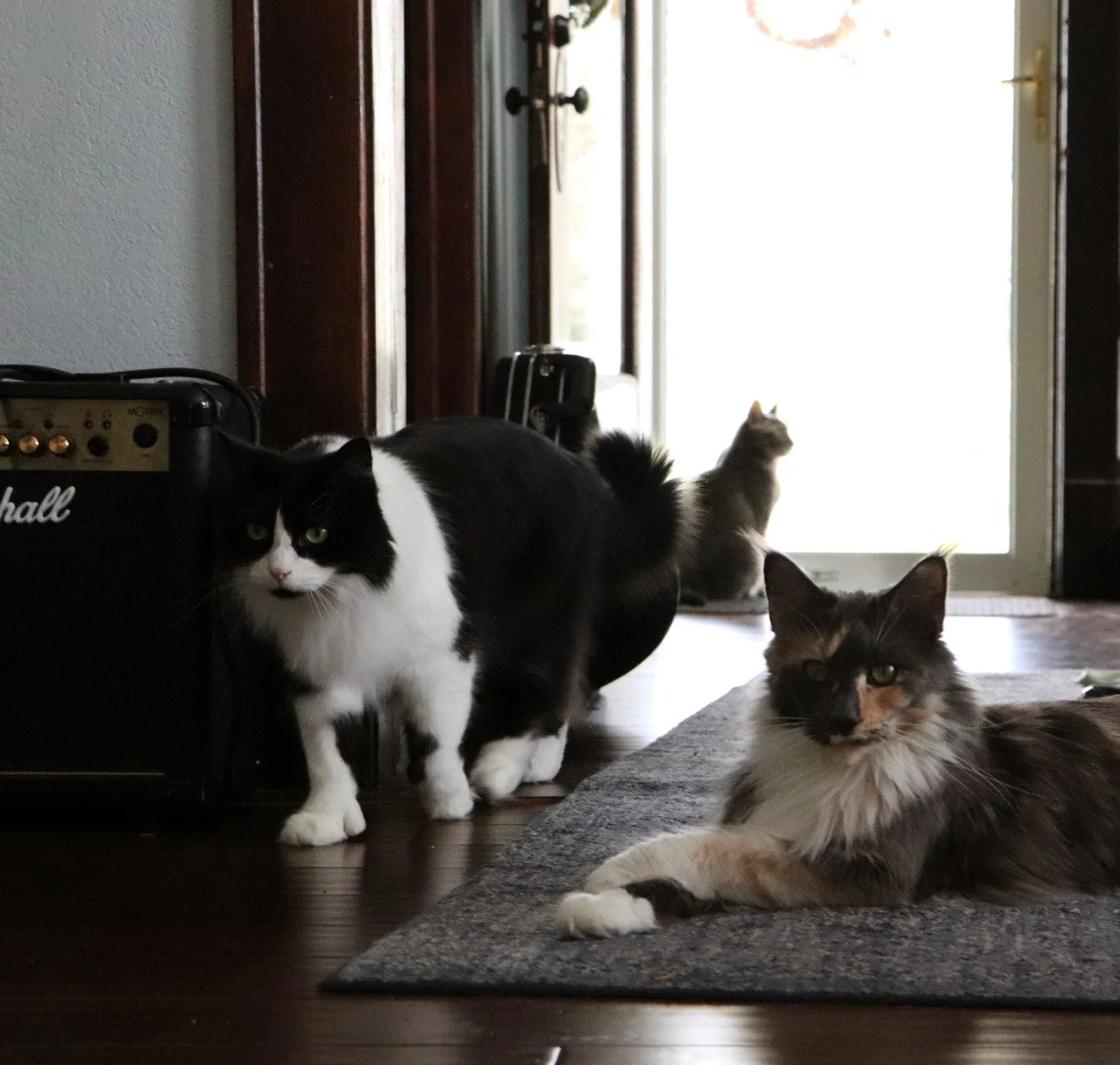 "Cats possess the magical ability to turn an ordinary cardboard box into a portal of infinite fun and curiosity."