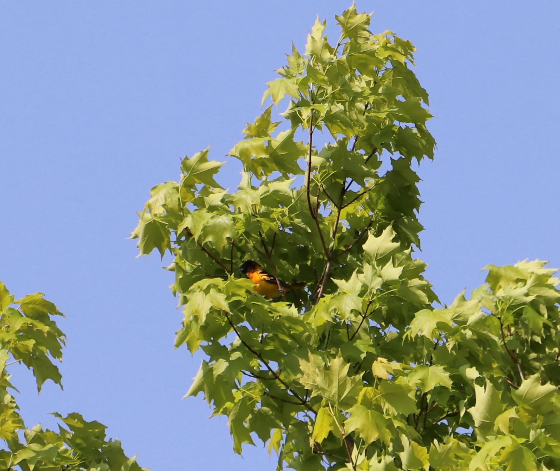 "Birds inspire us to embrace our unique voices and sing our songs unapologetically, for it is through our individual melodies that the world becomes harmonious."