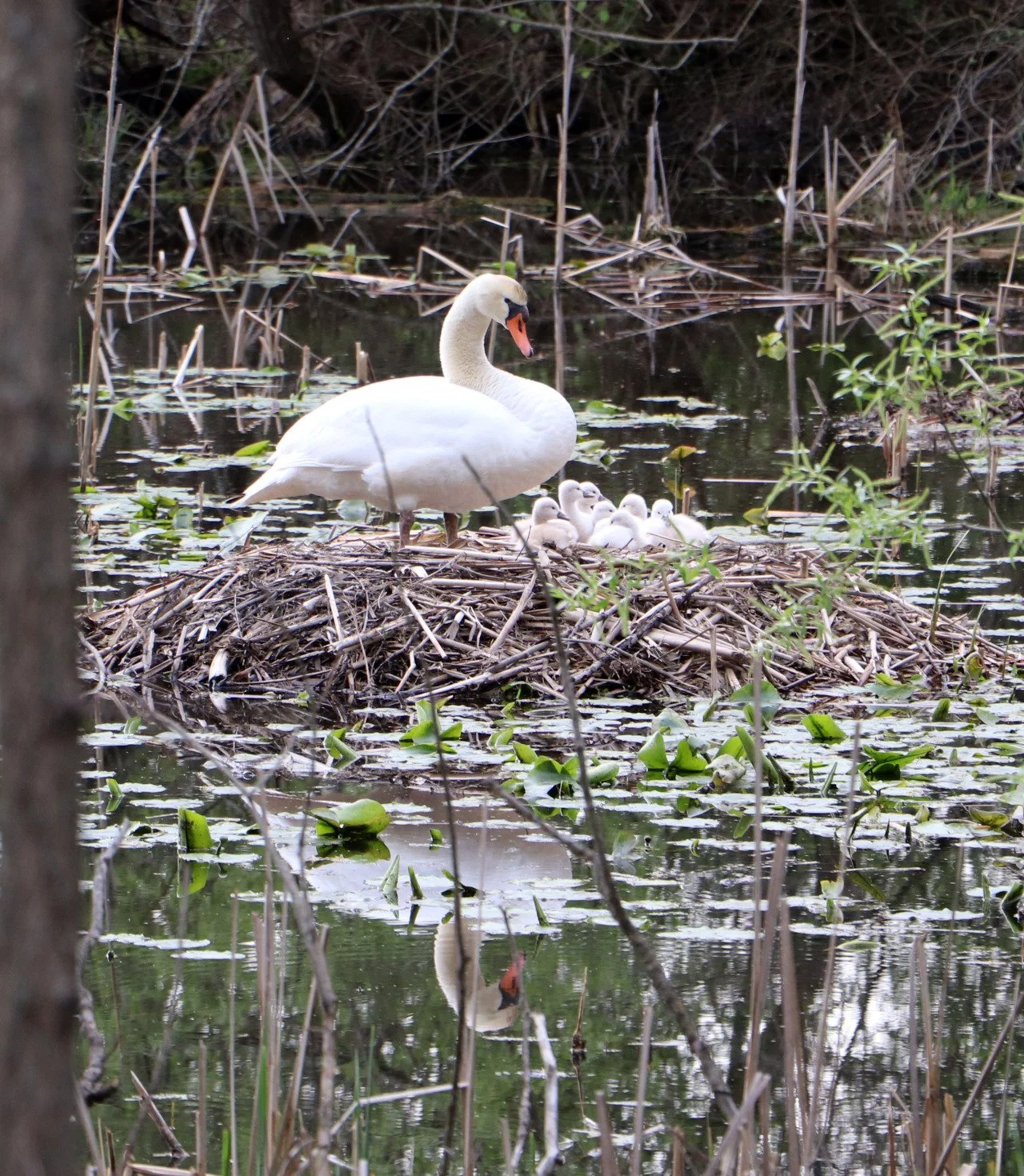 "Birds are messengers of hope, their presence a symbol of new beginnings and the promise of brighter tomorrows."