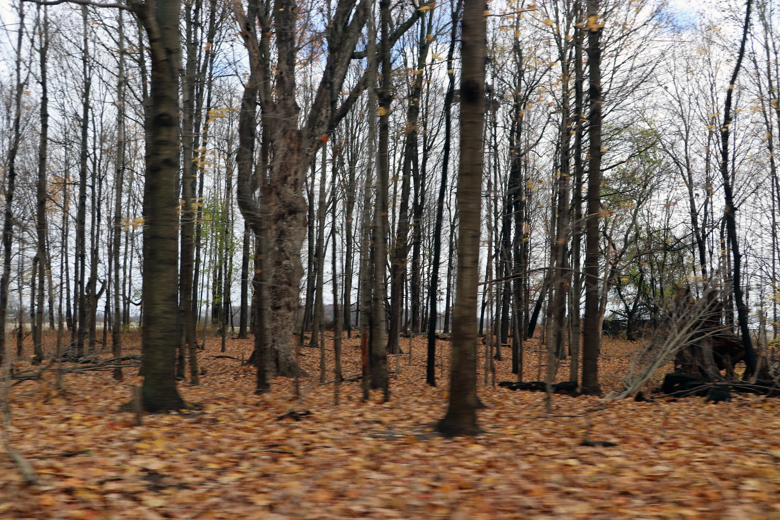 
Autumn in Michigan whispers through golden leaves a cool breeze dancing over lakes and fields vibrant hues paint the horizon red orange yellow a tapestry of nature's art underfoot crunches echo memories of childhood walks cider mills beckon with the