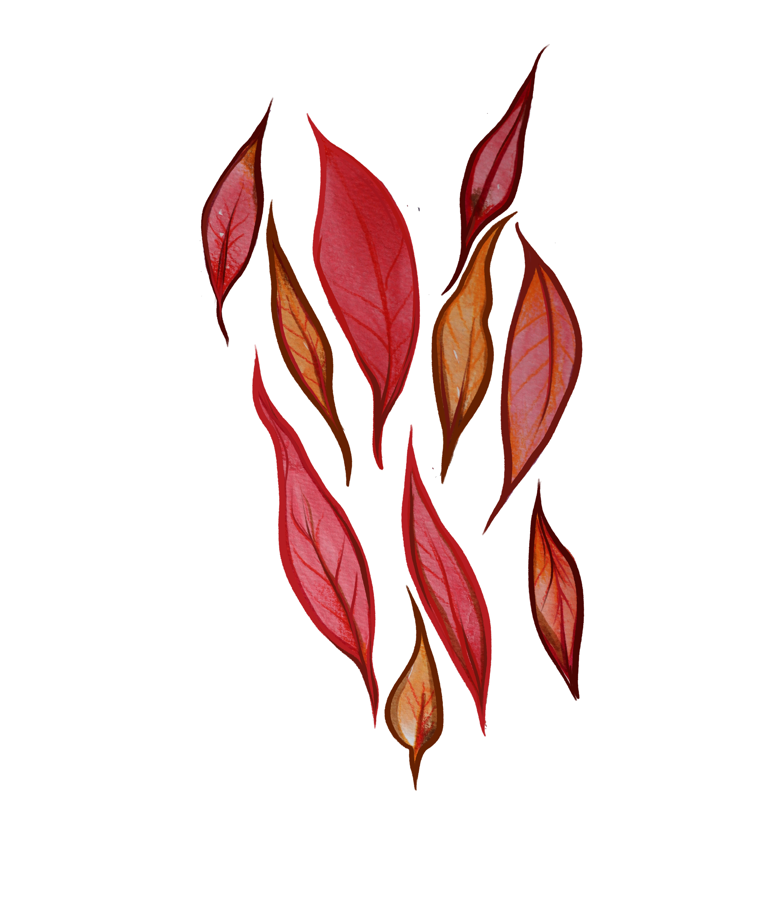 Collection of red and orange elongated leaves hanging and overlapping against a black background.