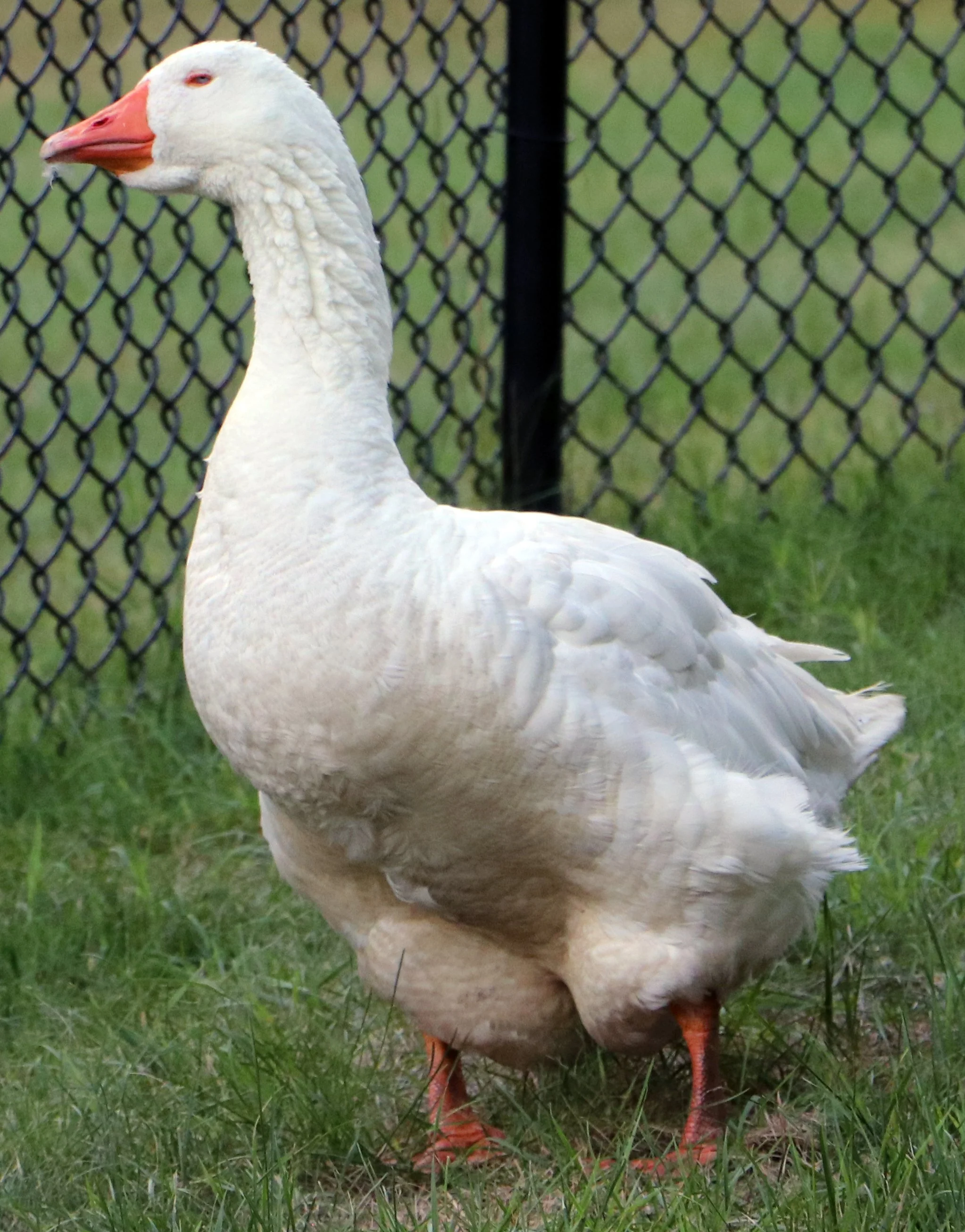 Here in the Great Lakes State, the Michigan white goose, a creature both aloof and endearing, becomes a symbol of the unfathomable beauty that can be found in the simplest of places.