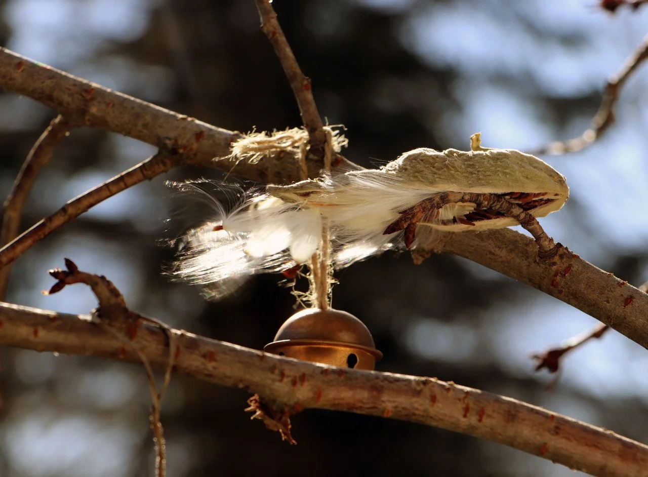 Bell and Milkweed seeds