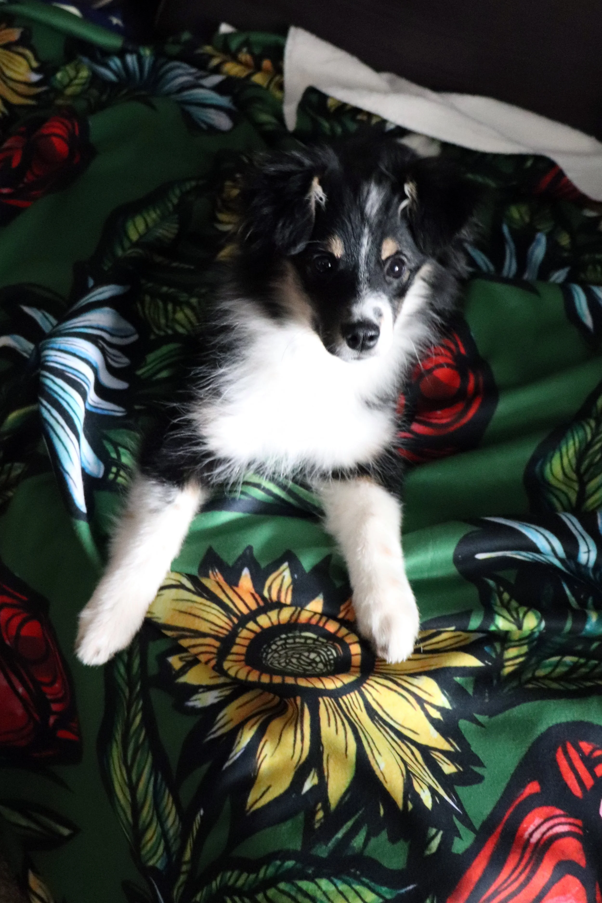 Australian Shepherd Corgi Mix