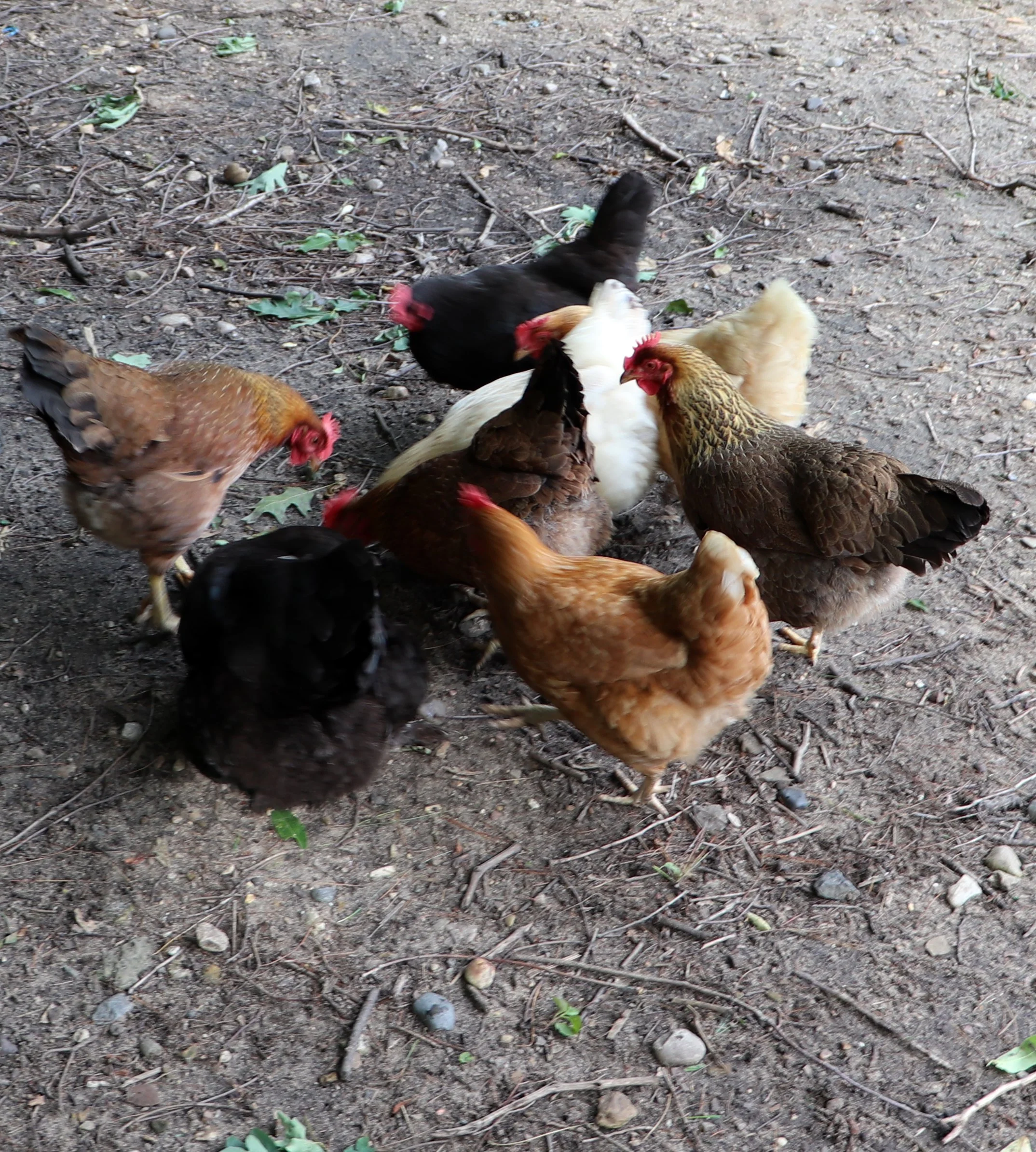 Buff Orpington