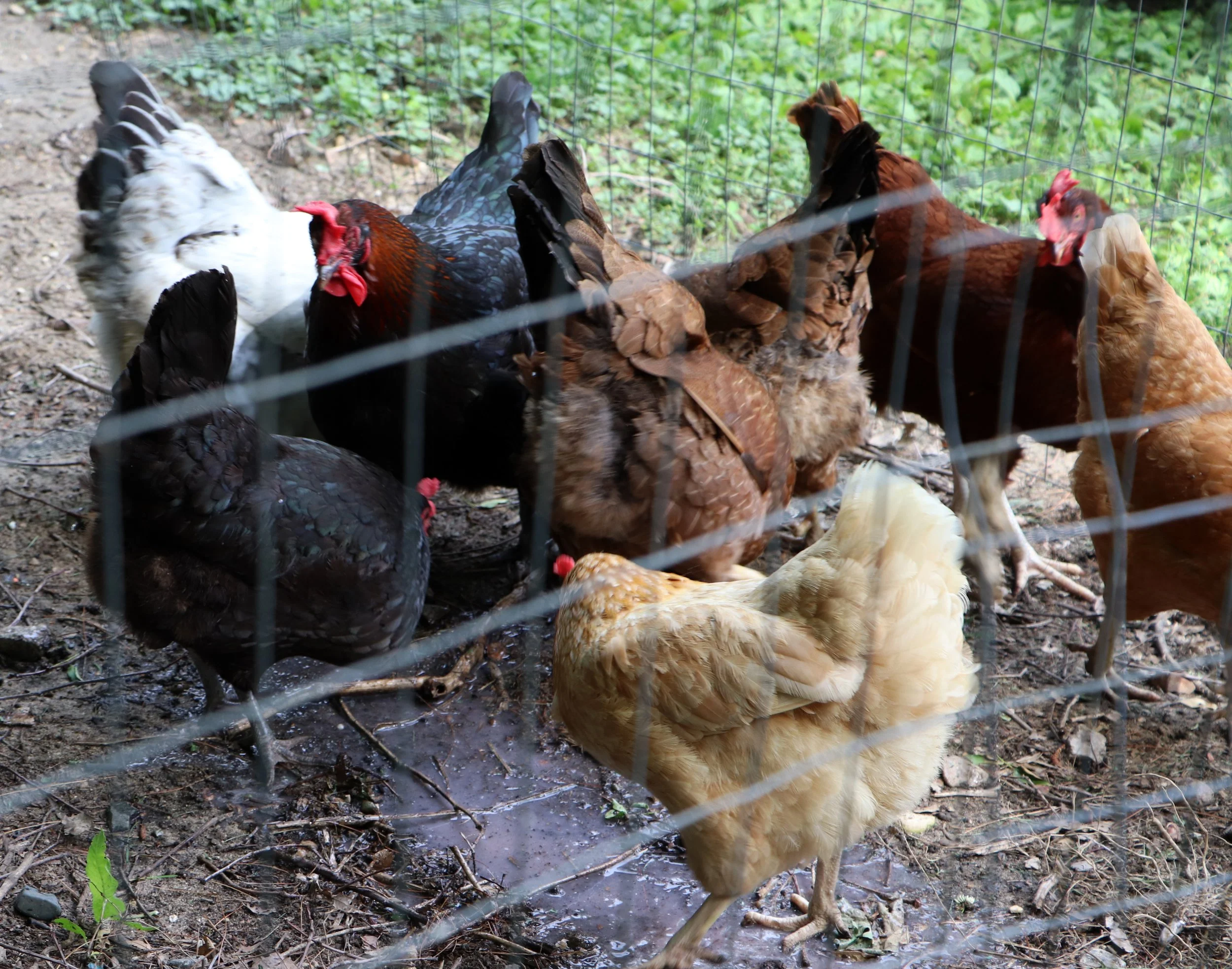 Black Australorp or Jersey Giant