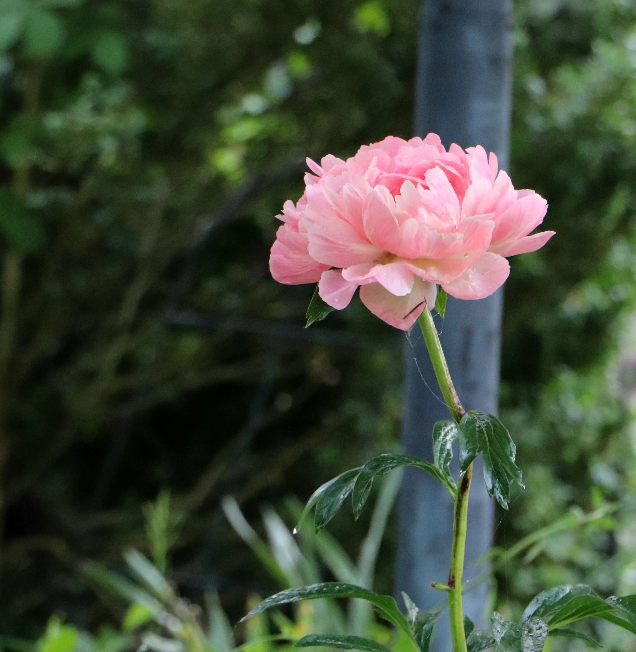 Pink peony