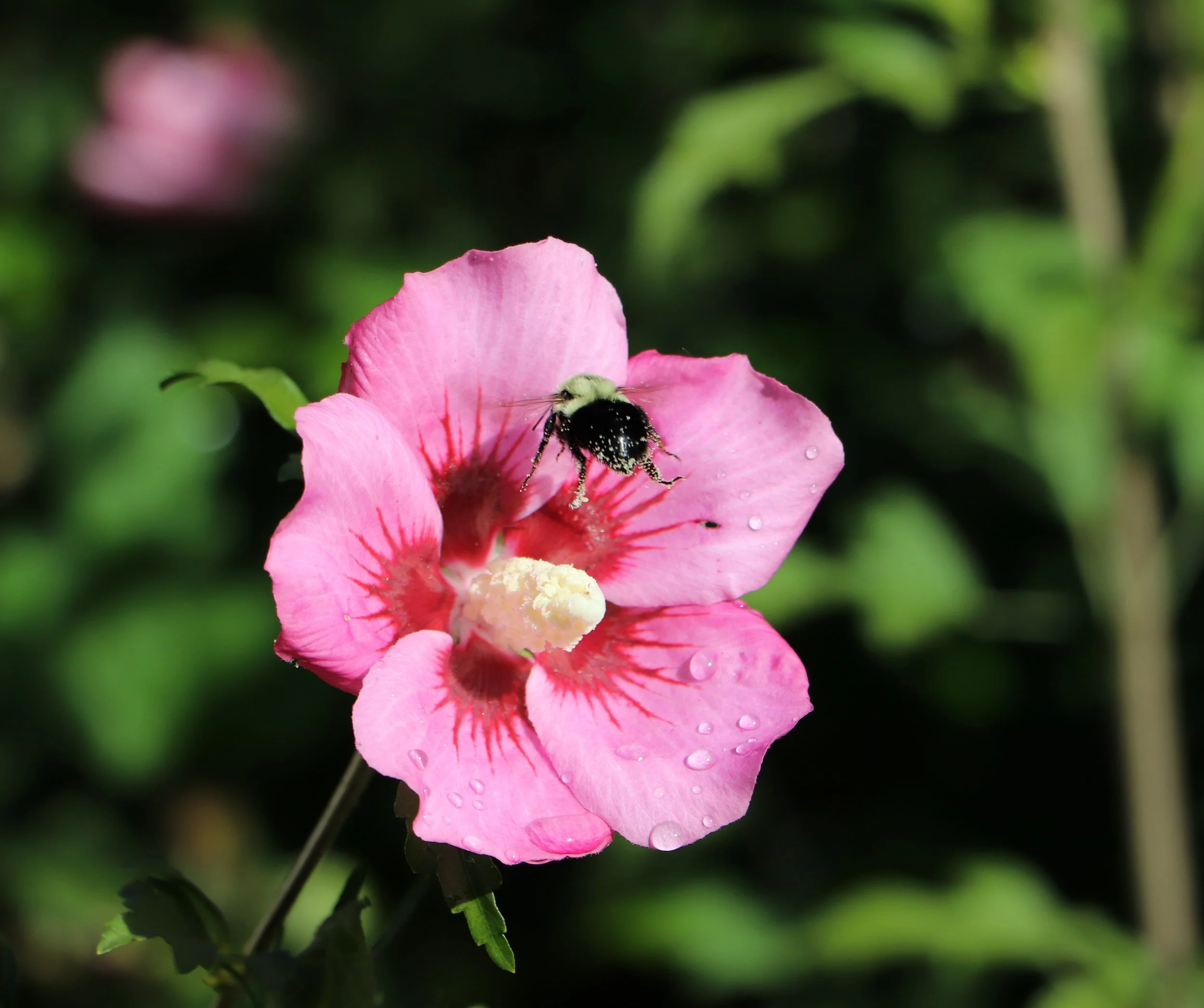 Bee in a rose of sharon flower