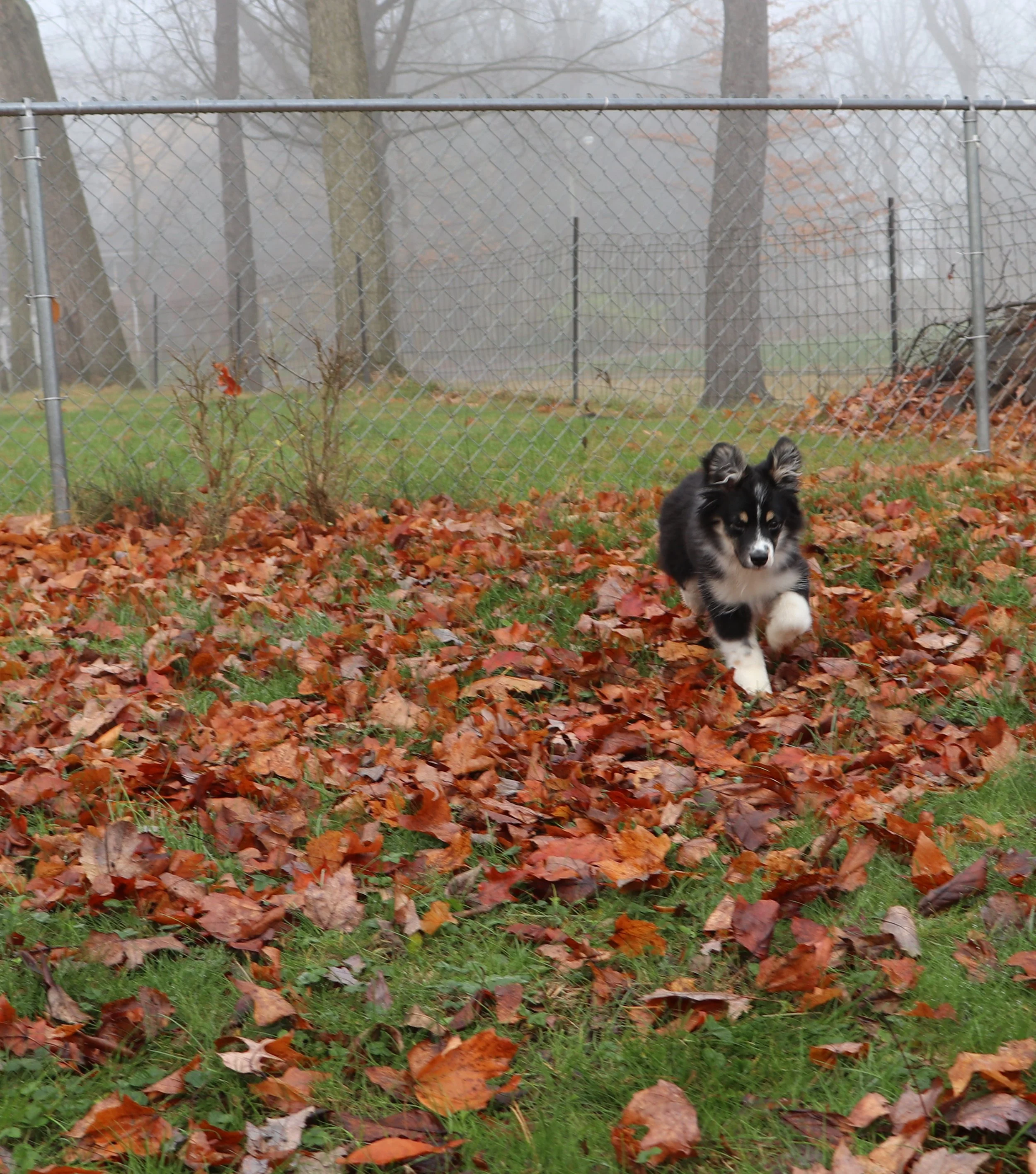 Australian Shepherd Corgi Mix