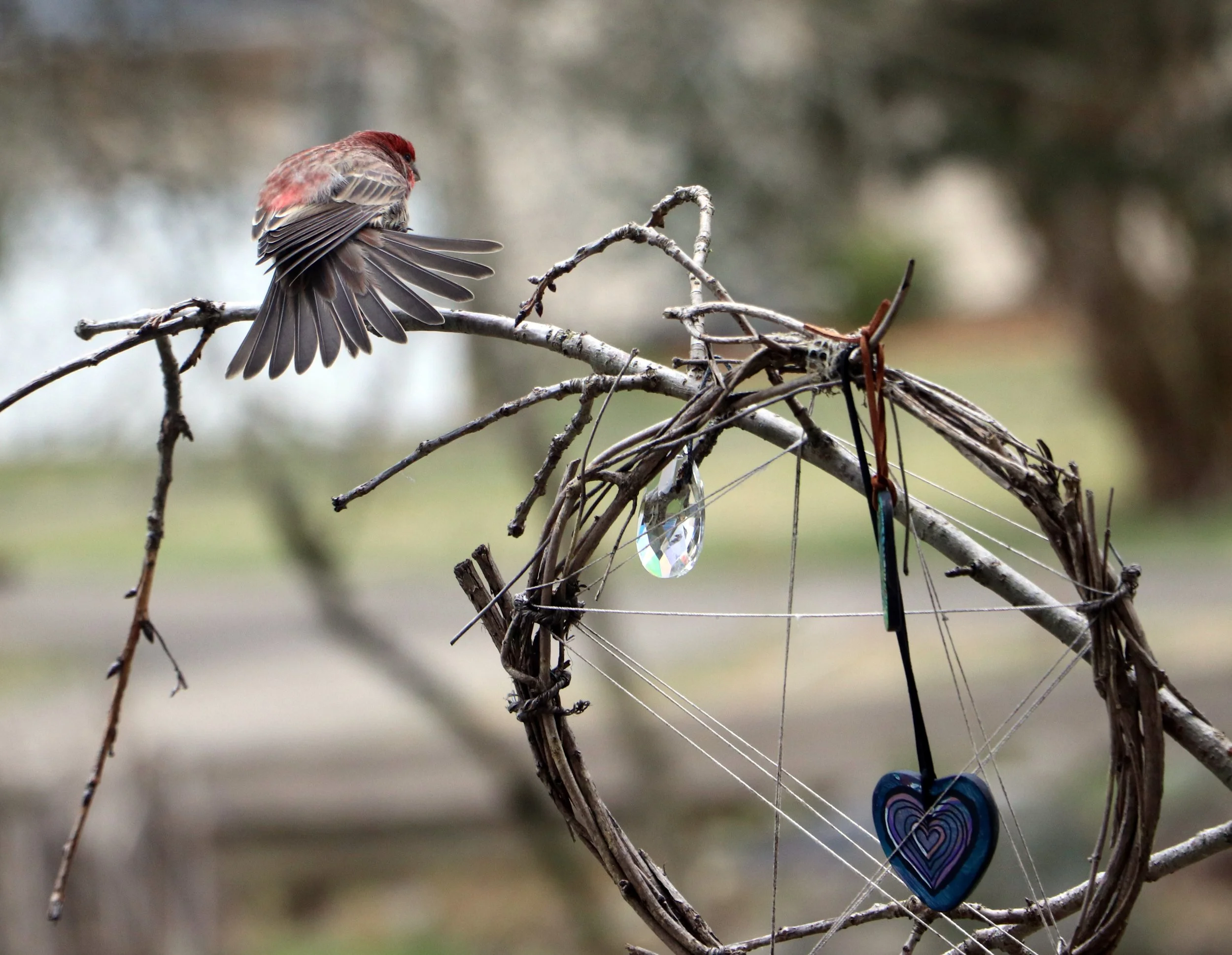 Red House Finches in Michigan