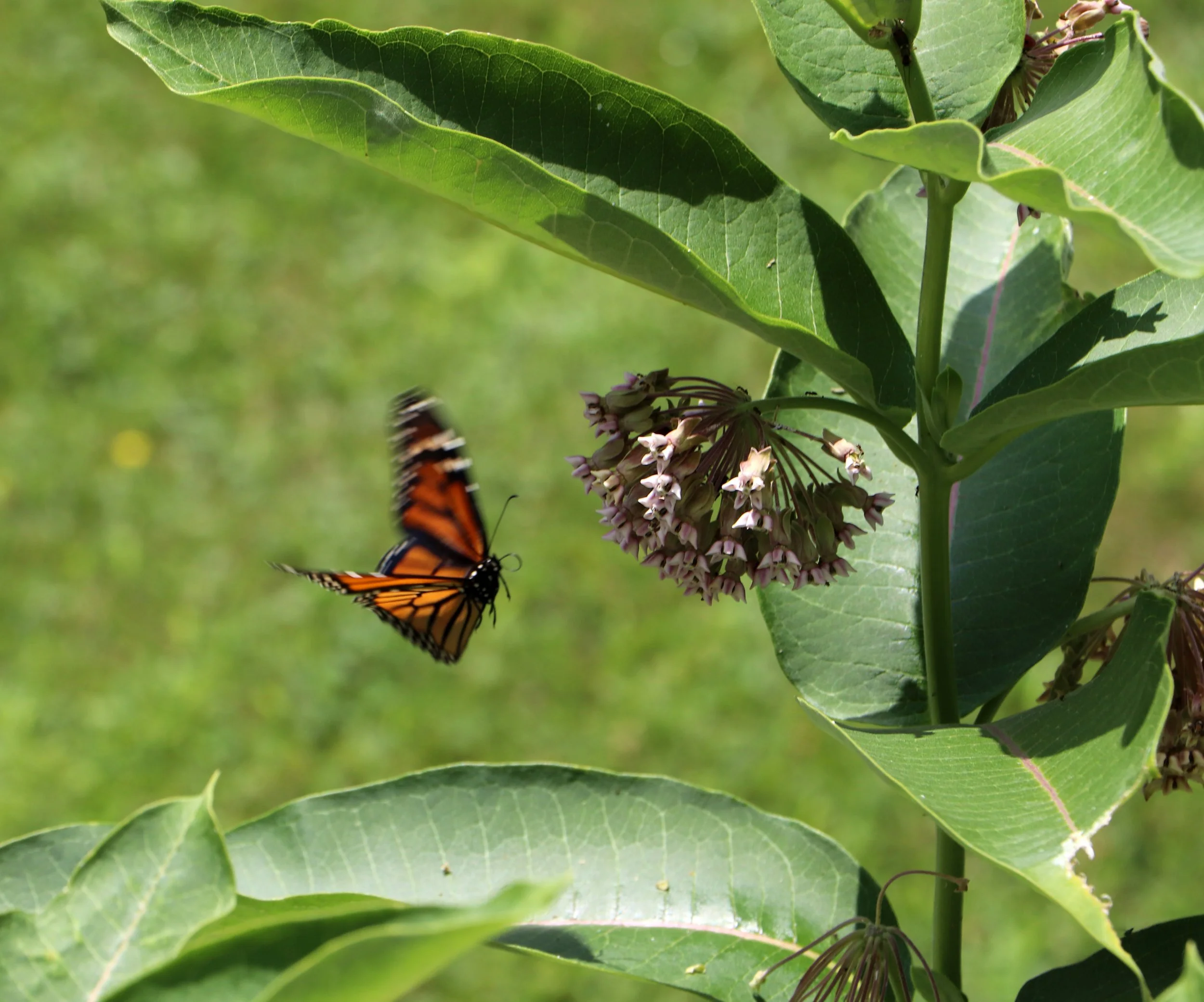 A monarch butterfly in flight near green leaves and purple flowers on a plant.