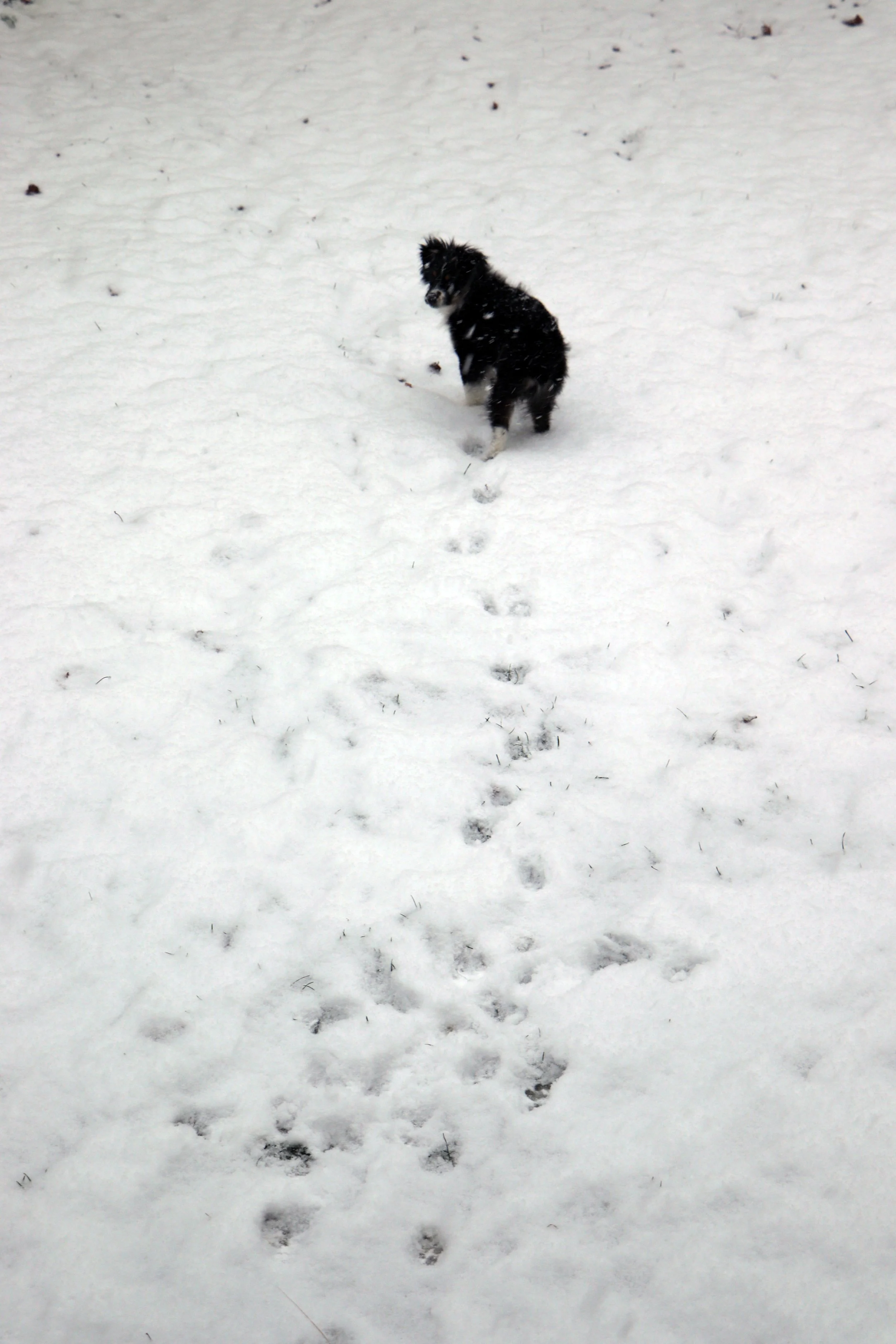 Dog in Michigan Snow Footprints trail in powdered snow,
Paths to wonders we may not know.
Each step whispers of winter's lore,
Of frozen lakes and forest floors,
A season's tale, pure and aglow.