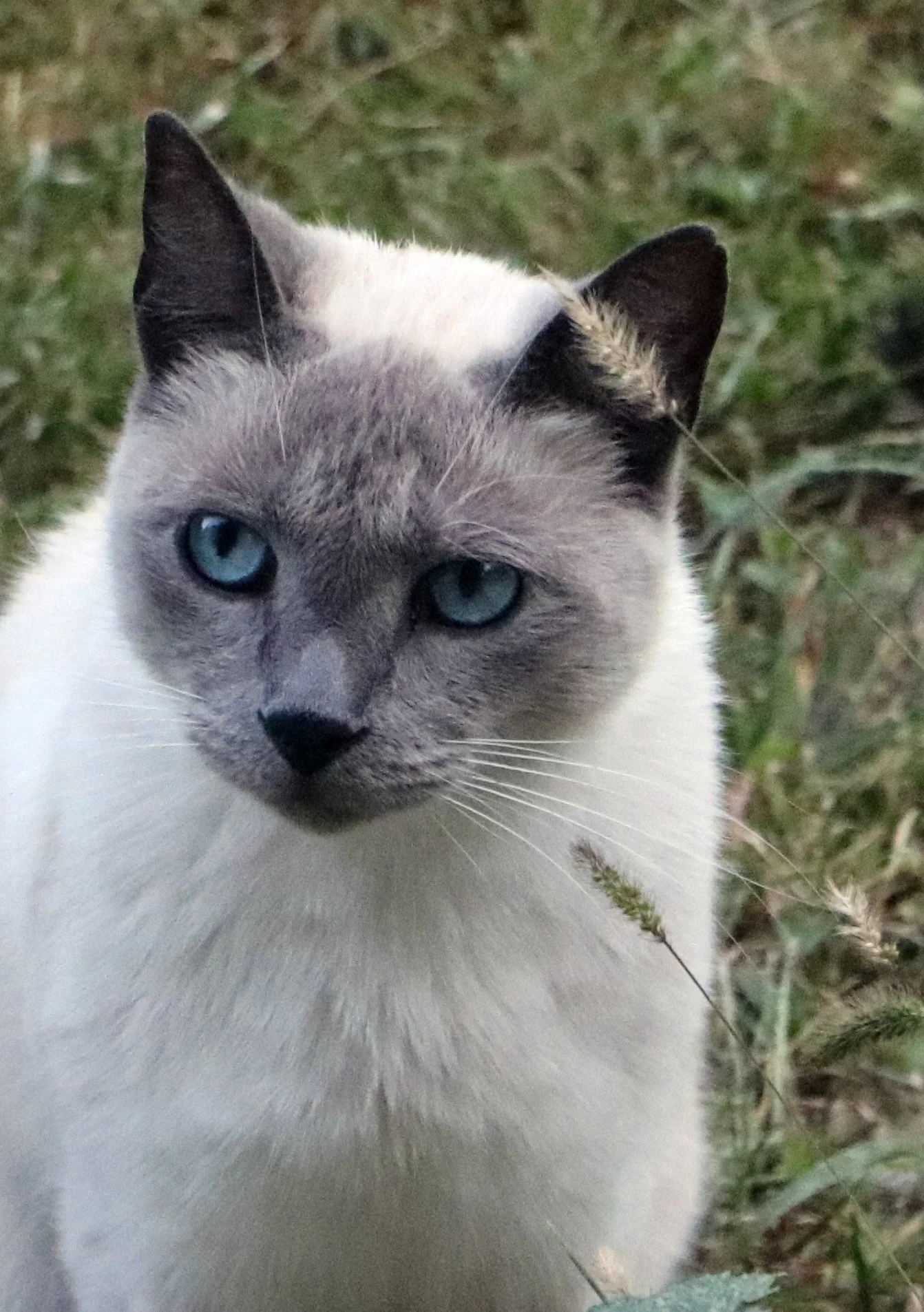 Blue eyed Siamese cat is a stunning breed known for elegance and charm Blue eyed Siamese cats captivate with their piercing gaze Siamese cat lovers adore their unique personality Siamese cats with blue eyes make wonderful companions Experience the be