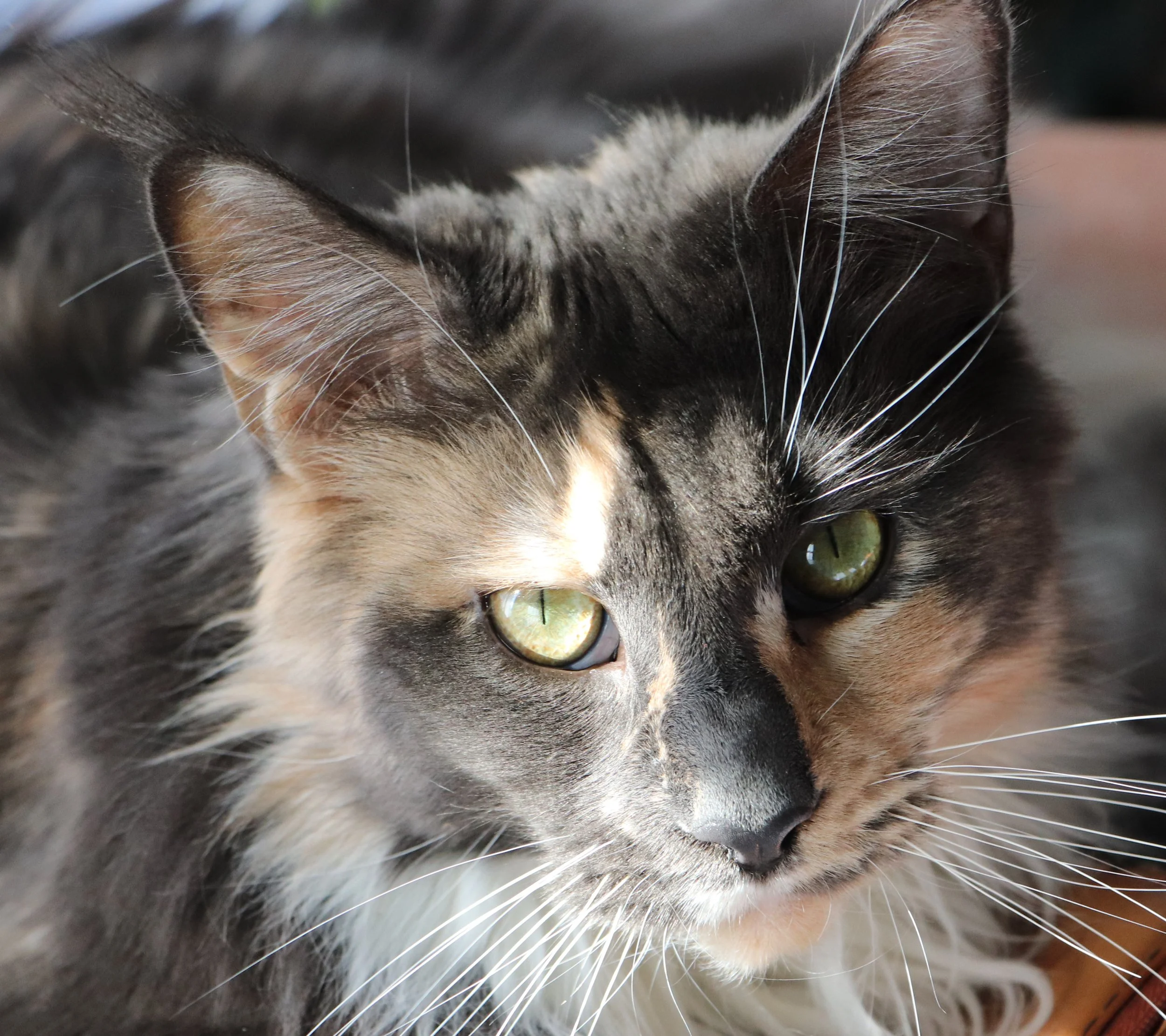 Grey Dilute Calico Maine Coon Cat 