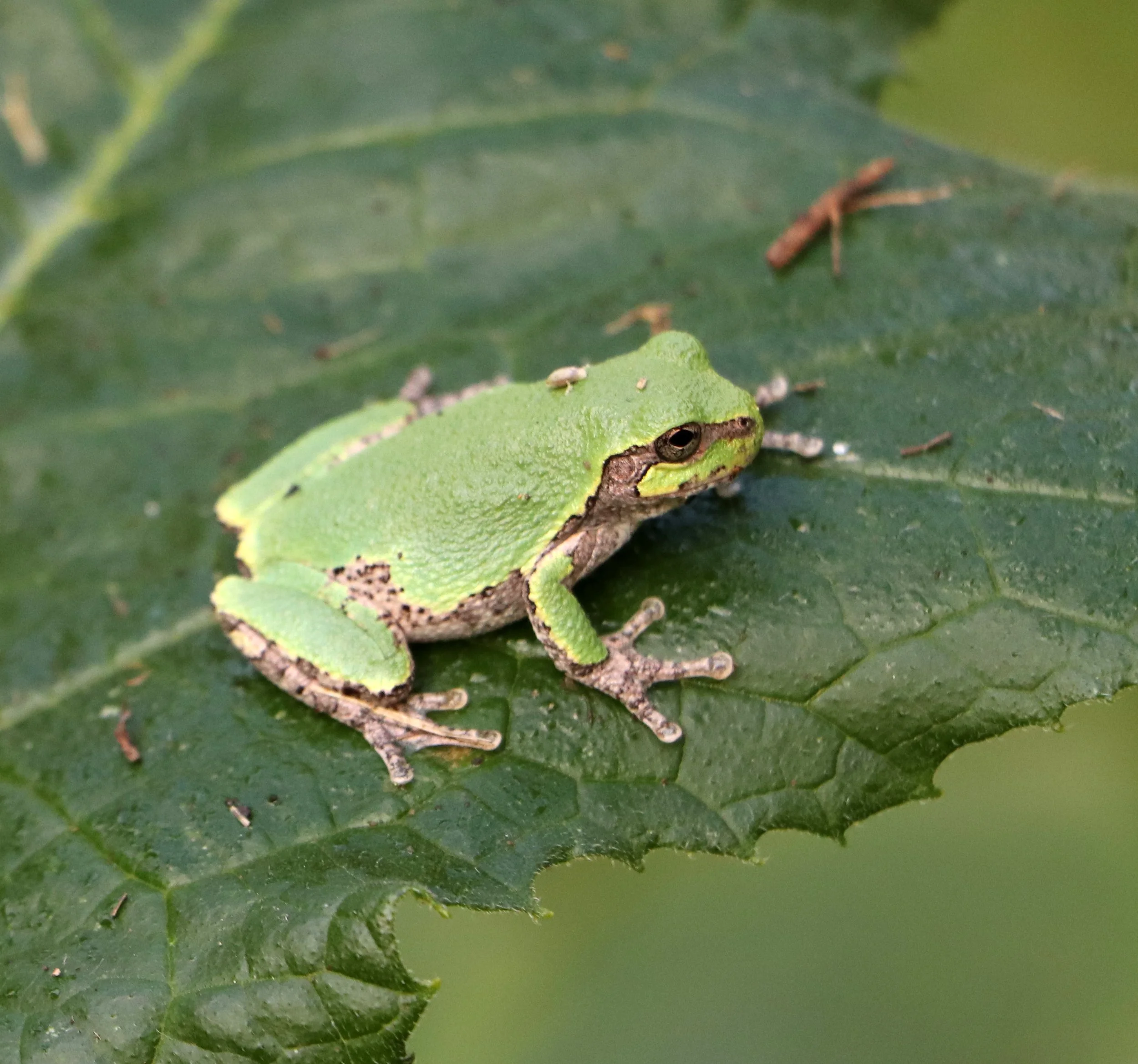 Grey Tree frog in Michigan 