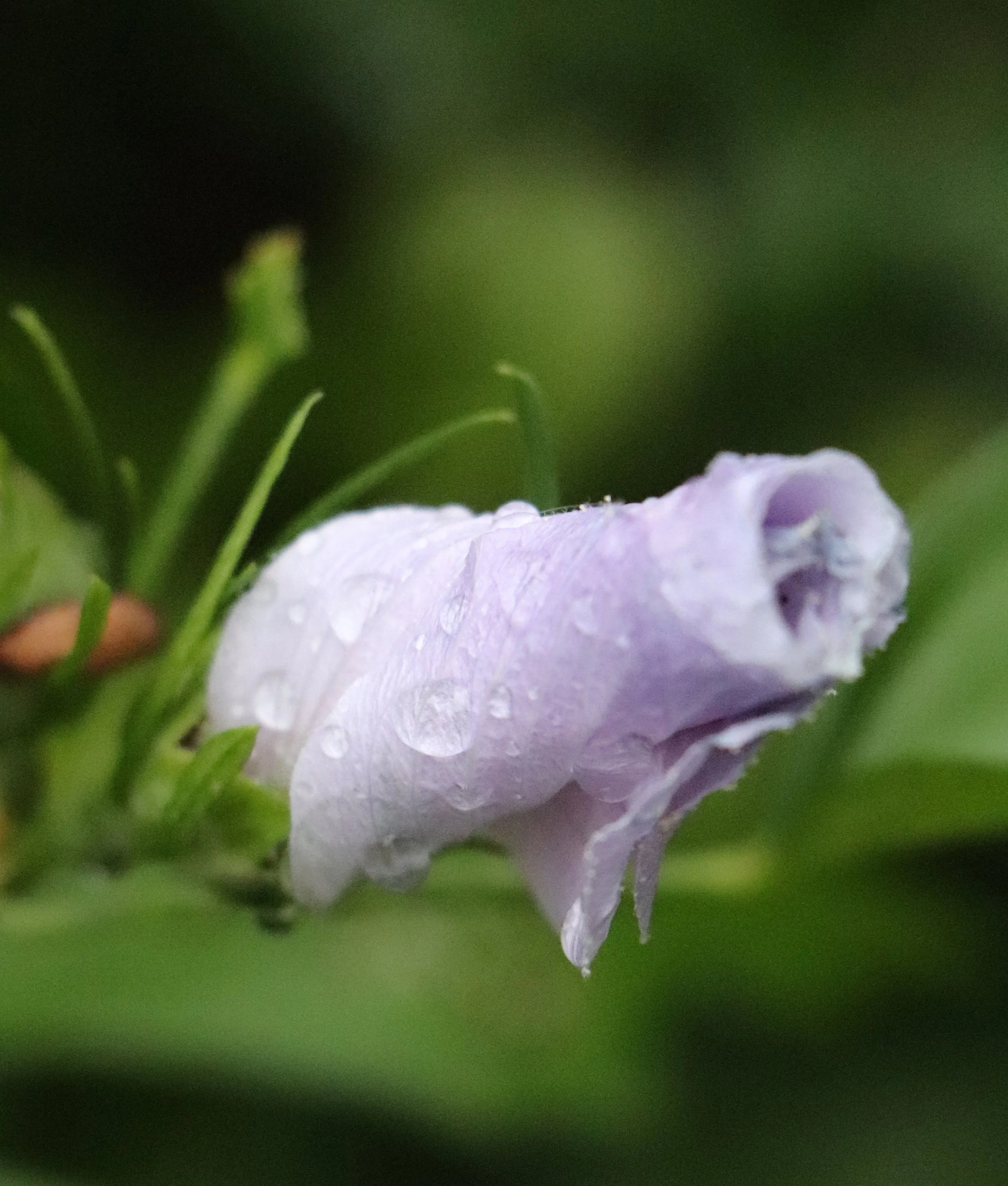 Close-up of a light rose of sharon purple flower with dewdrops on its petals, blurred green background.