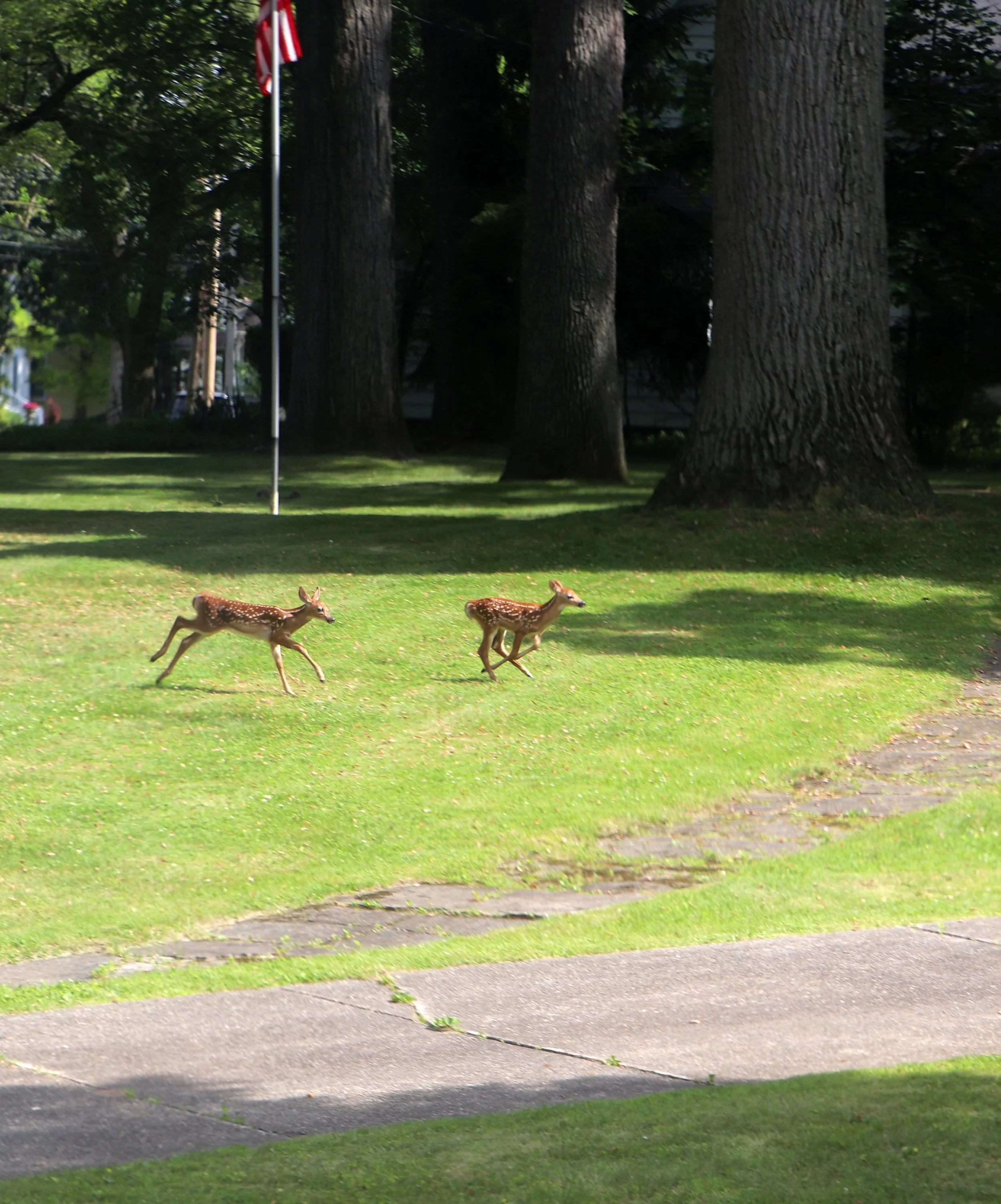 Baby Fawns in Marshall Michigan