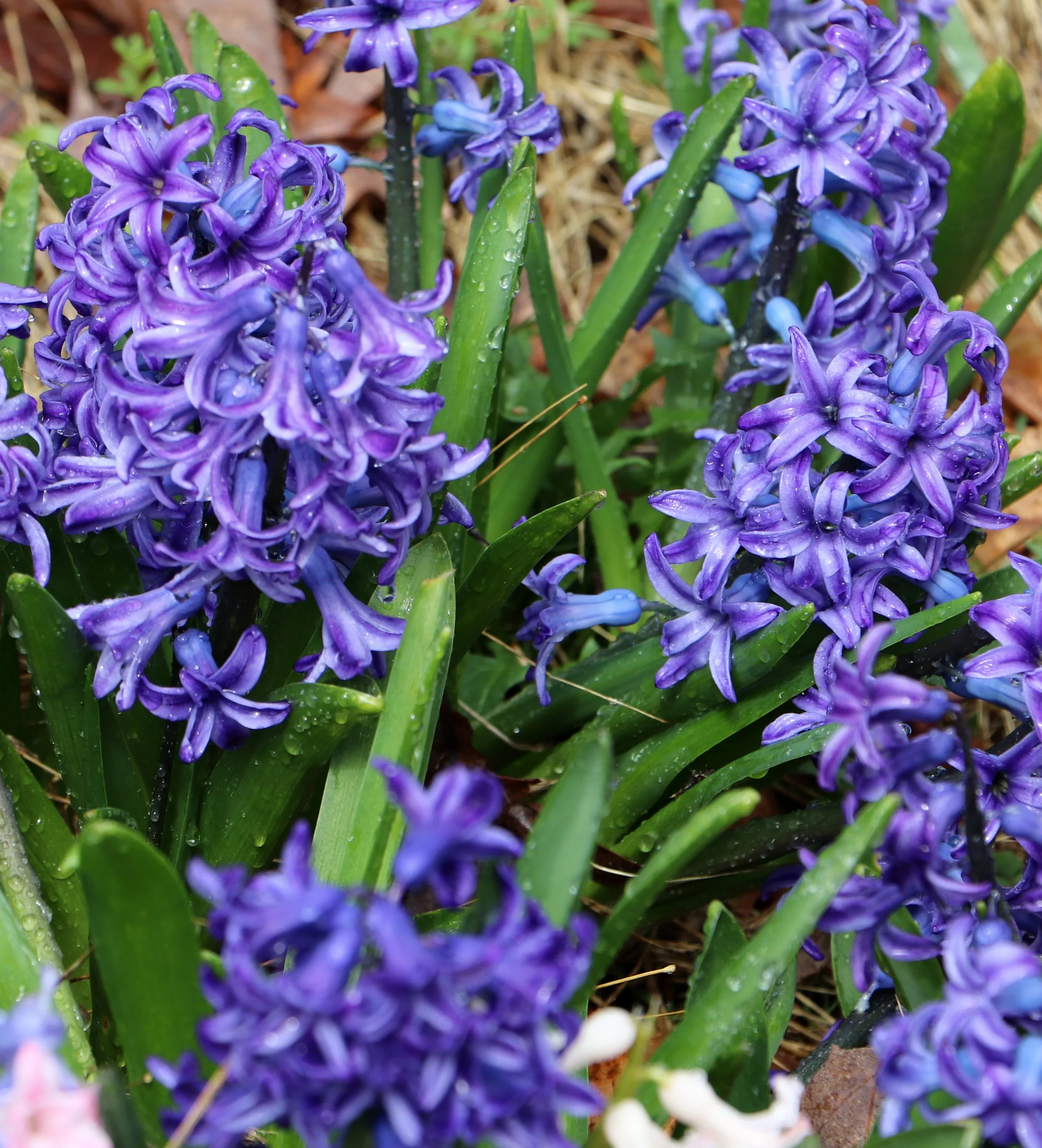 Close-up of purple hyacinth flowers with dew drops on petals, surrounded by green leaves and brown mulch.