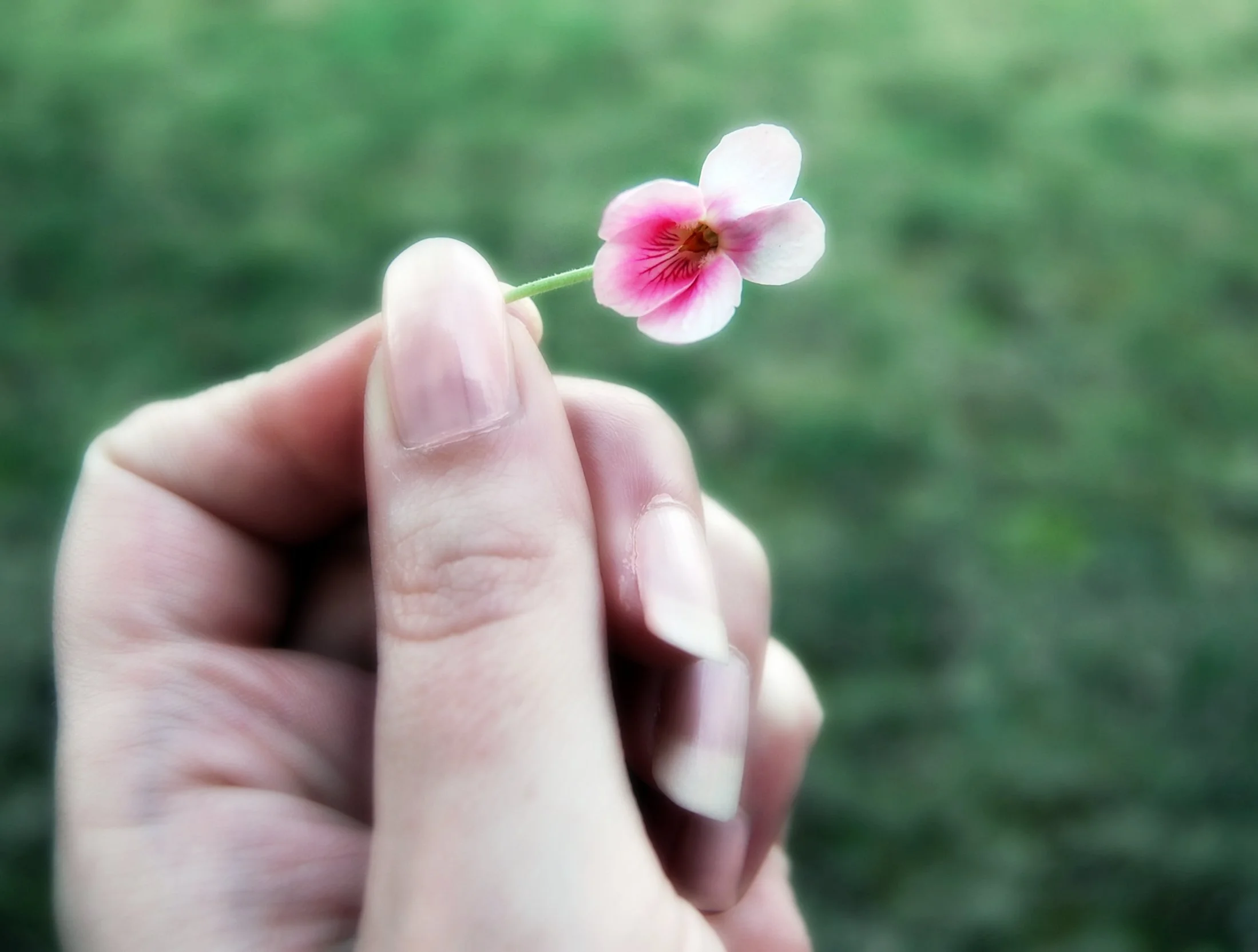 Close-up of a hand holding a small pink and white flower with a blurred green background