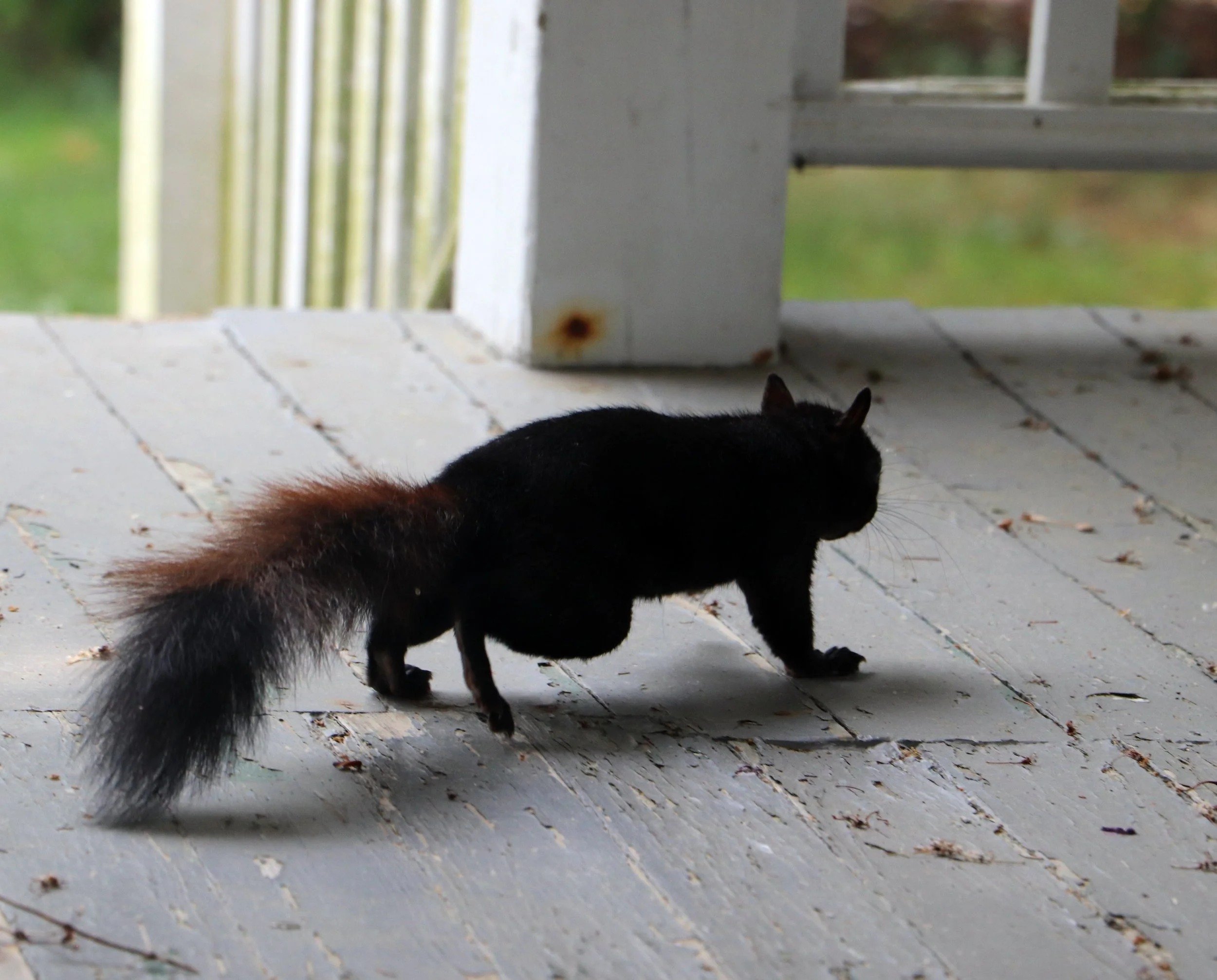 A black squirrel with a bushy tail walking on a weathered white porch, near a white railing and door frame, with a blurred green background.