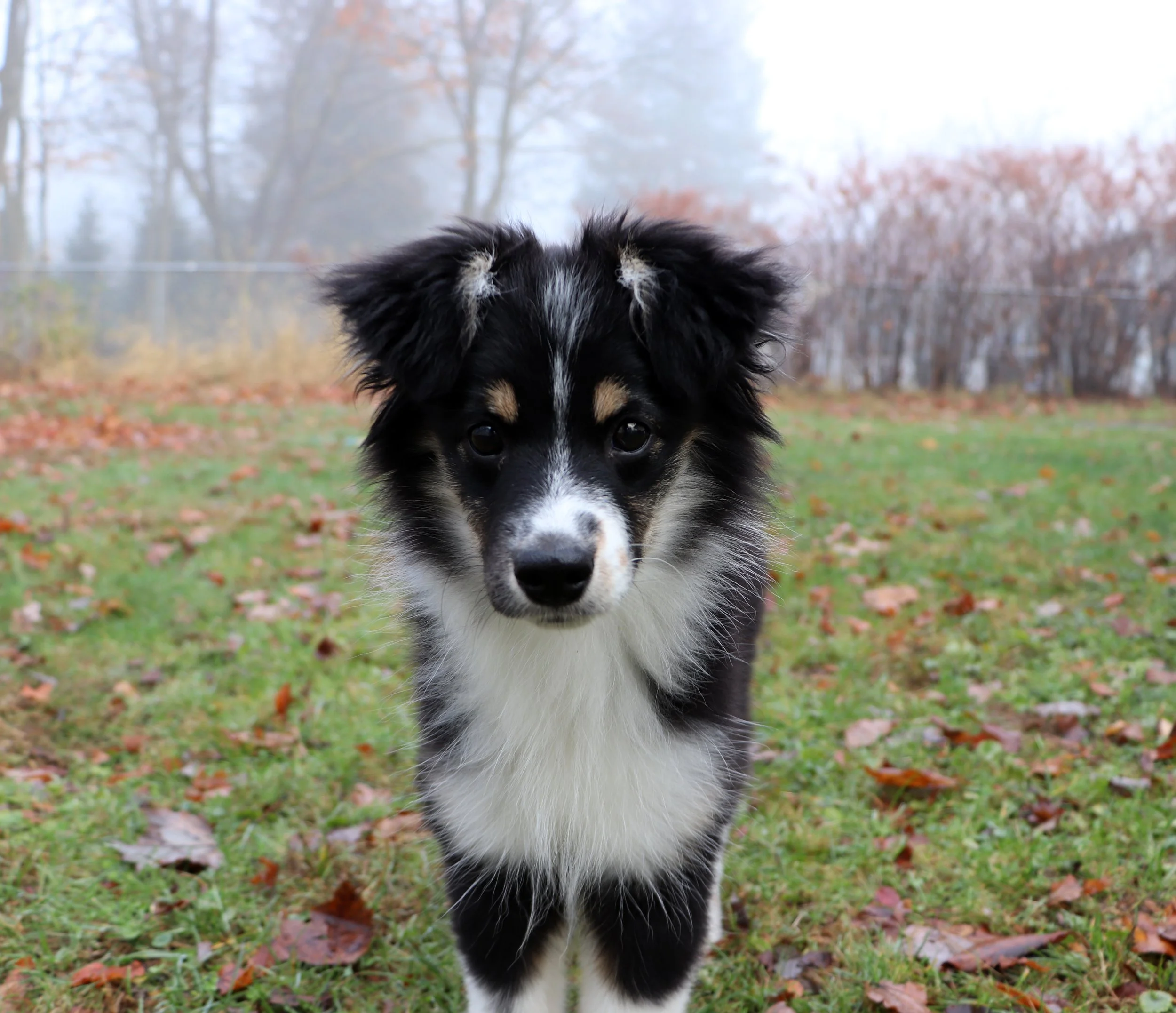 Australian Shepherd Corgi Mix