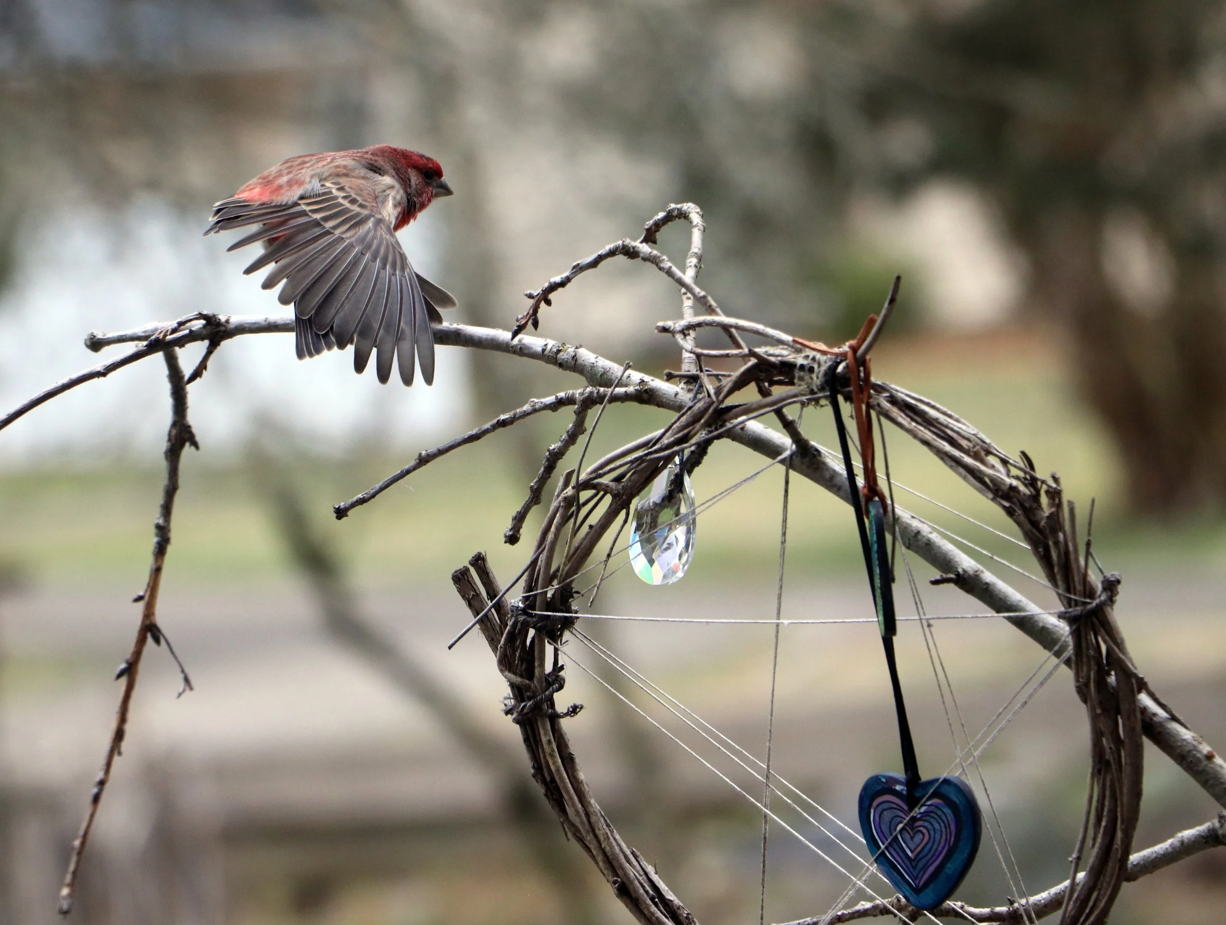 House Finch