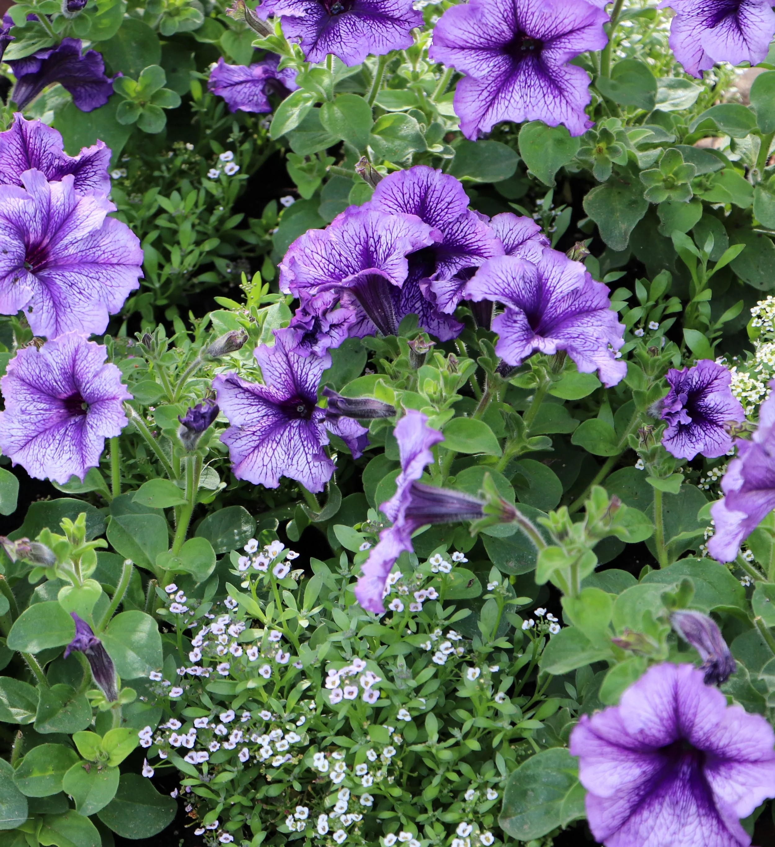 Purple and violet petunias with veined petals amidst green leafy plants and small white flowers.