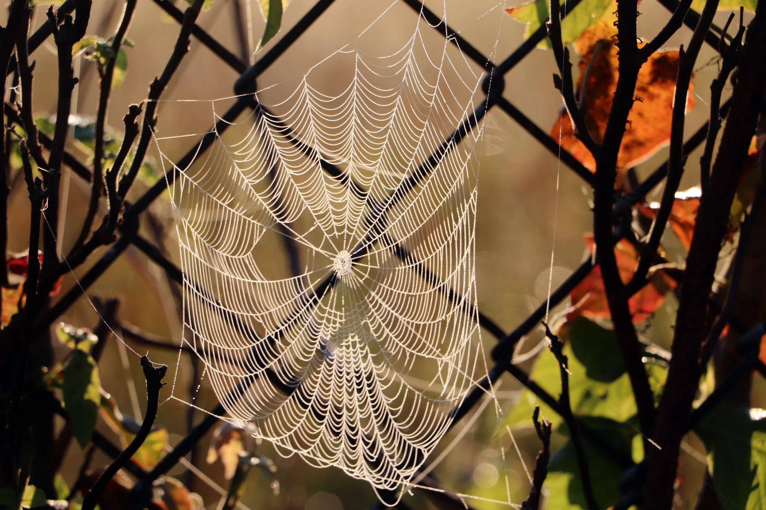 Spider Web