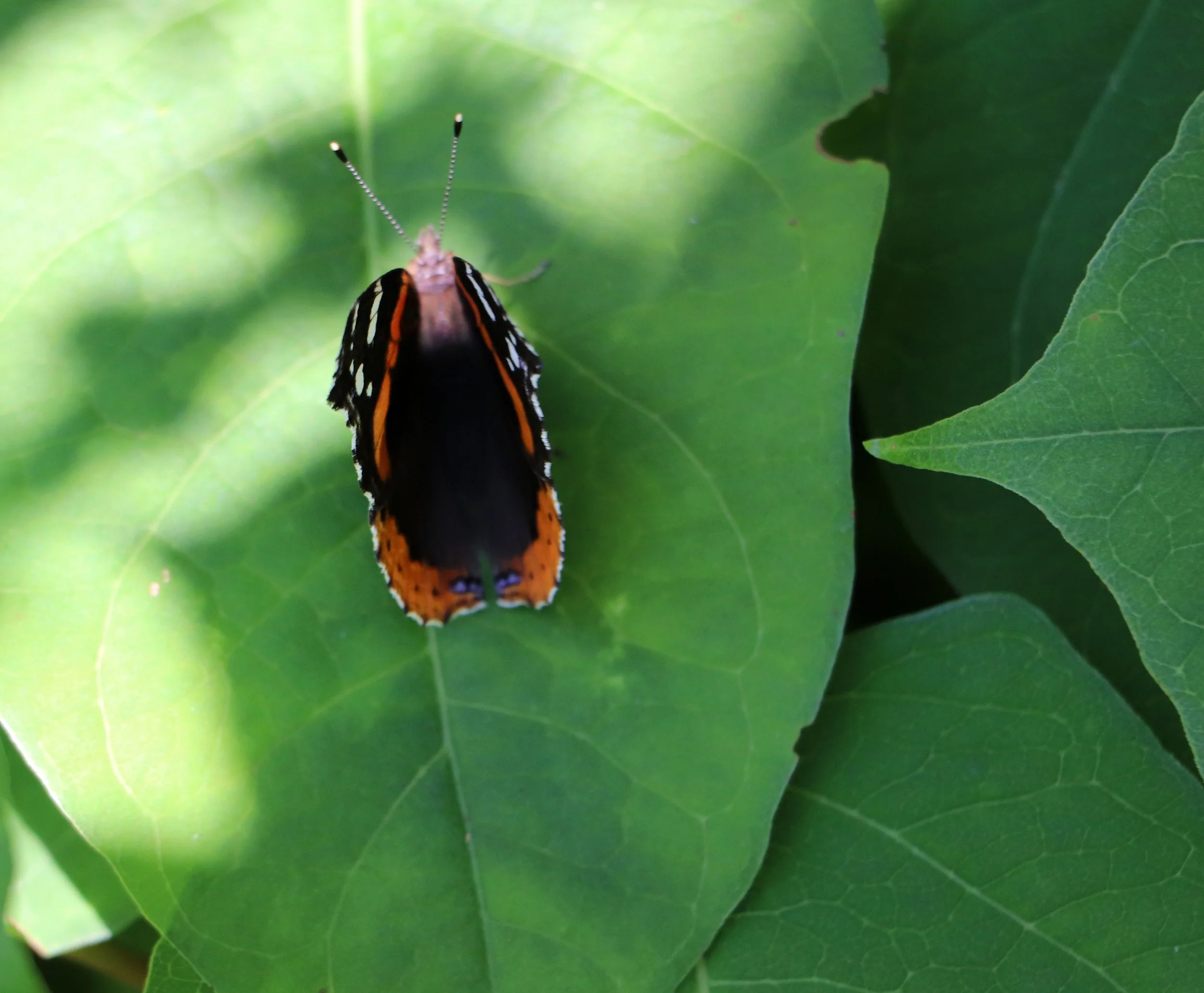 Close-up photographs of a Red Admiral butterfly (Vanessa atalanta) resting on vibrant green leaves, showcasing its striking black, orange, and white wing patterns. Captured in natural sunlight with detailed textures visible in both the butterfly and 