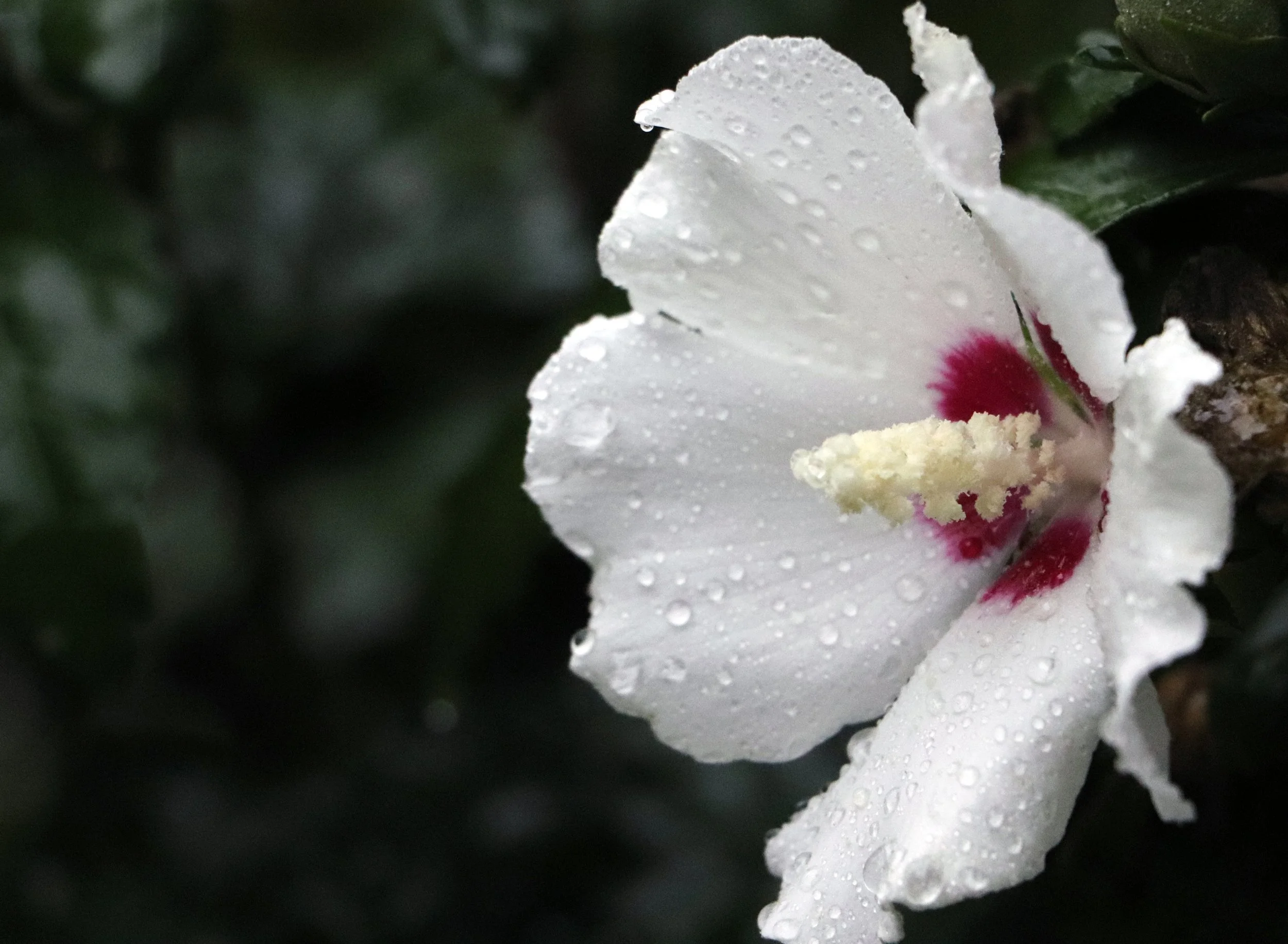 Close-up of a delicate  rose of sharon  white flower with a red center, covered in raindrops, surrounded by dark green leaves.