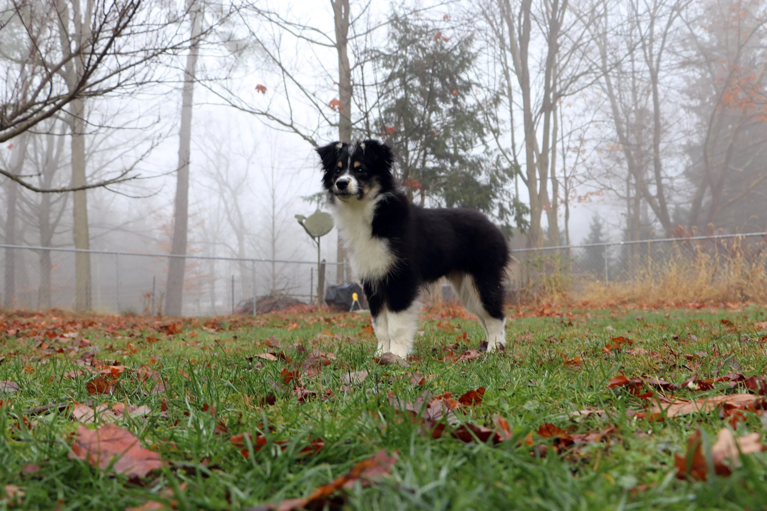 Australian Shepherd Corgi Mix Ears that perk to every sound Australian Shepherd Corgi hound tails wag fast hearts are pure a loving mix you can’t ignore
