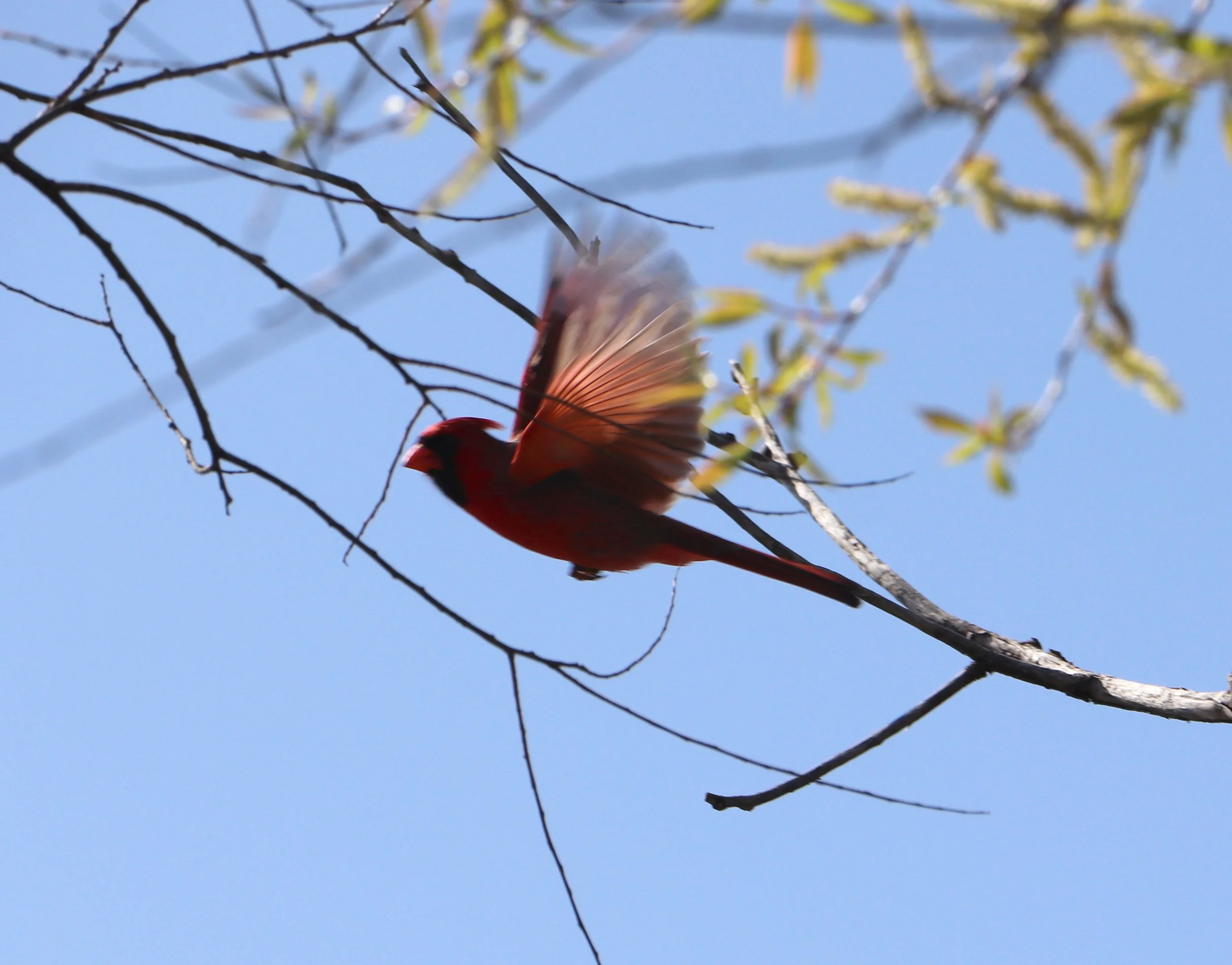 "In the delicate flutter of wings, birds paint the canvas of the sky with colors that ignite our imagination."