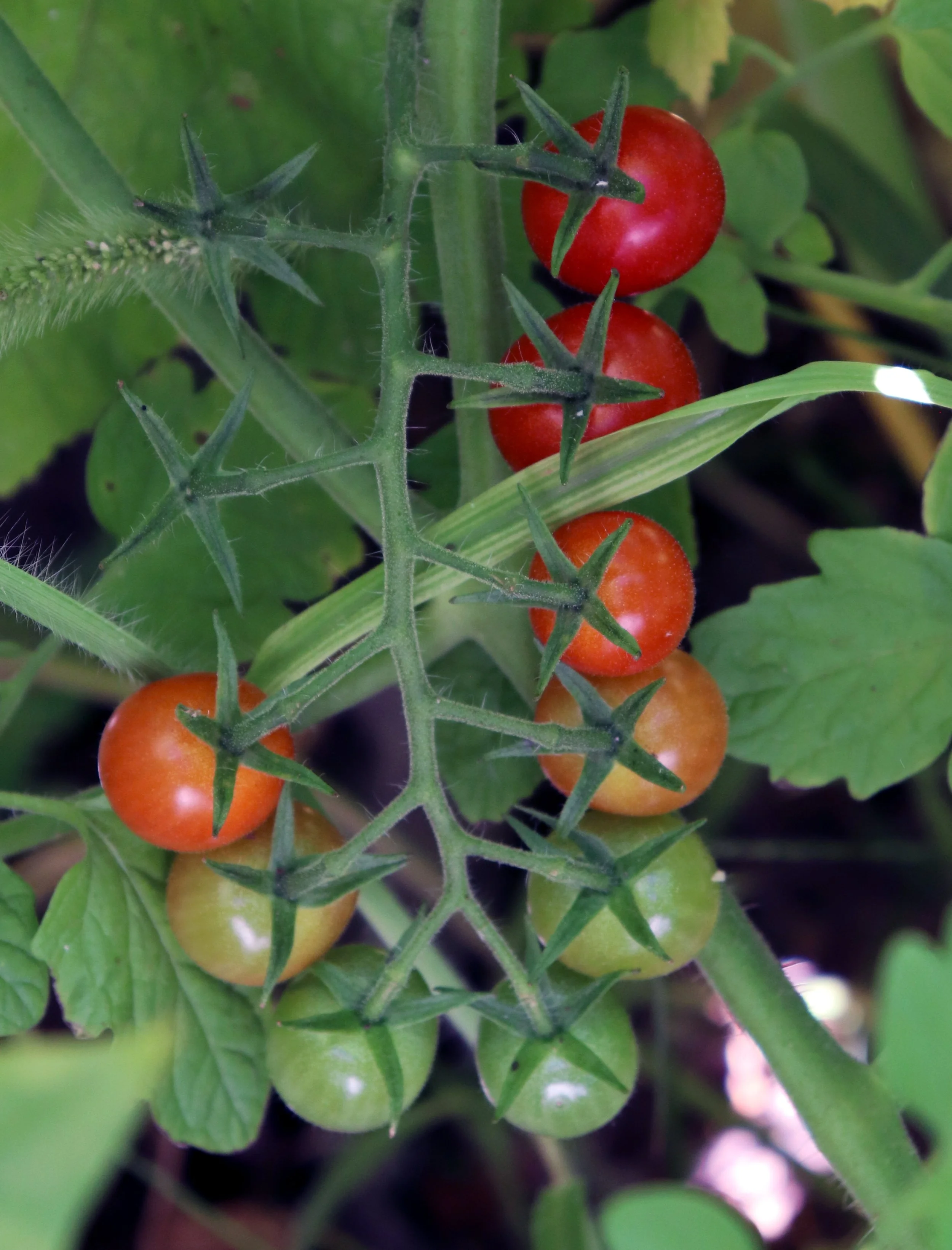 Close-up of cherry tomatoes on the vine amid green leaves and spiny foliage.