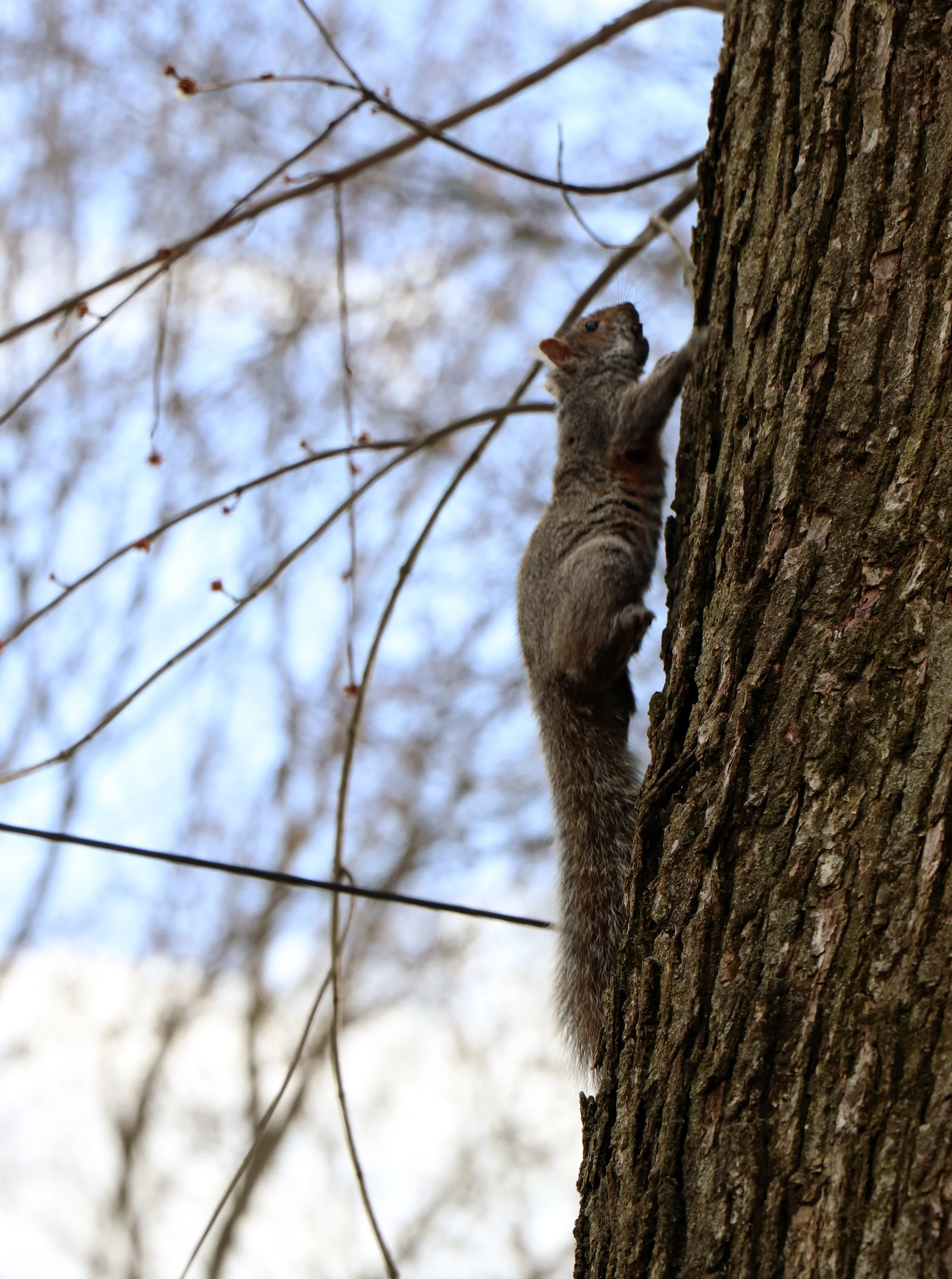 Squirrel
