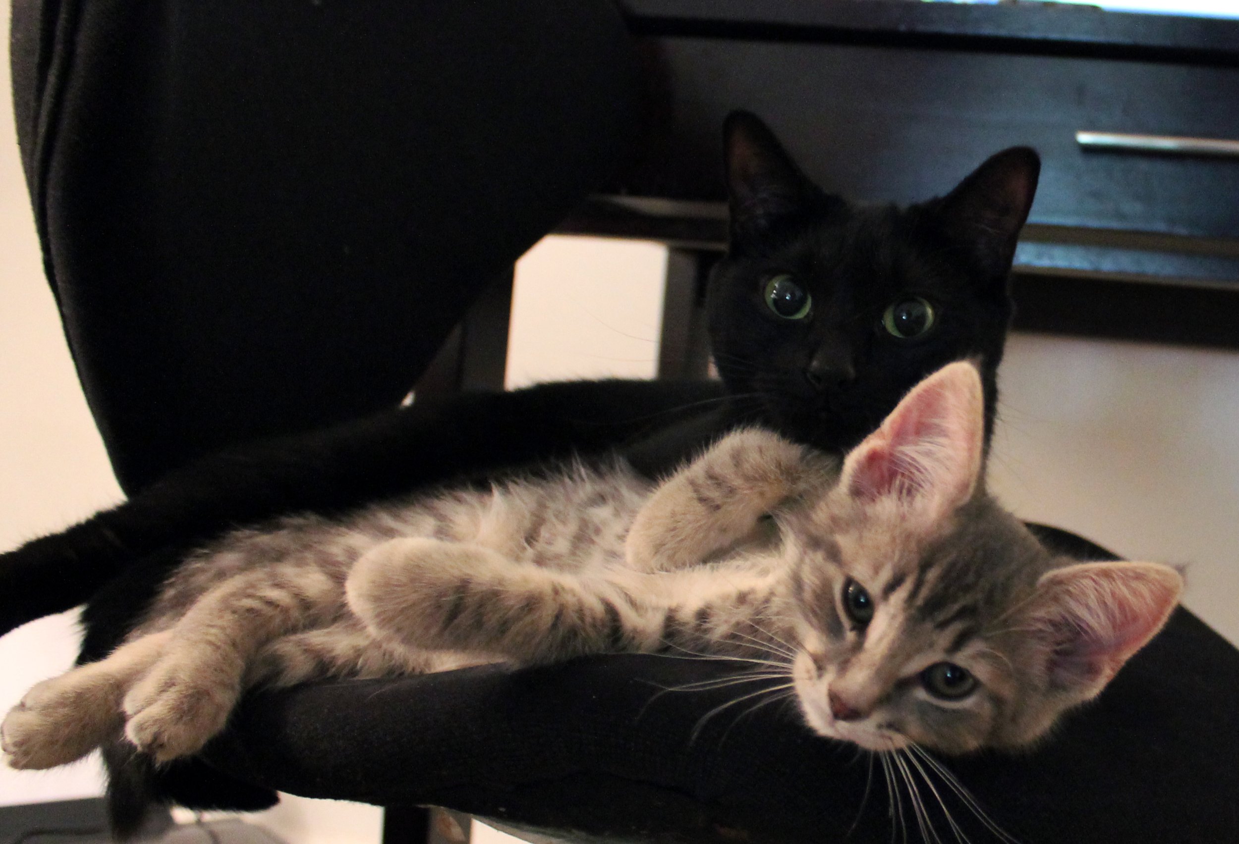 Two cats, a black one and a gray one, lying together on a black chair.