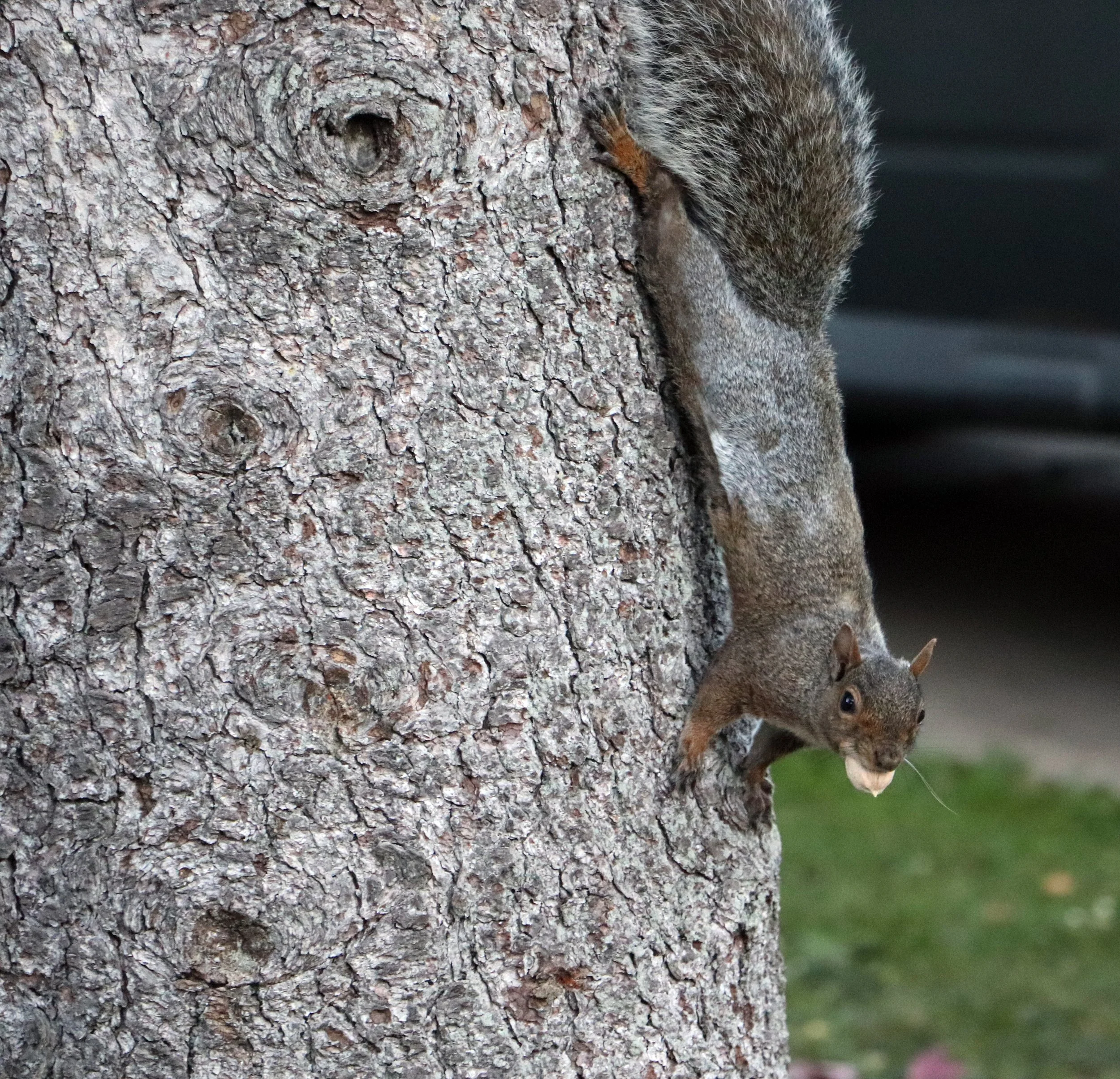 Eastern Gray Squirrel