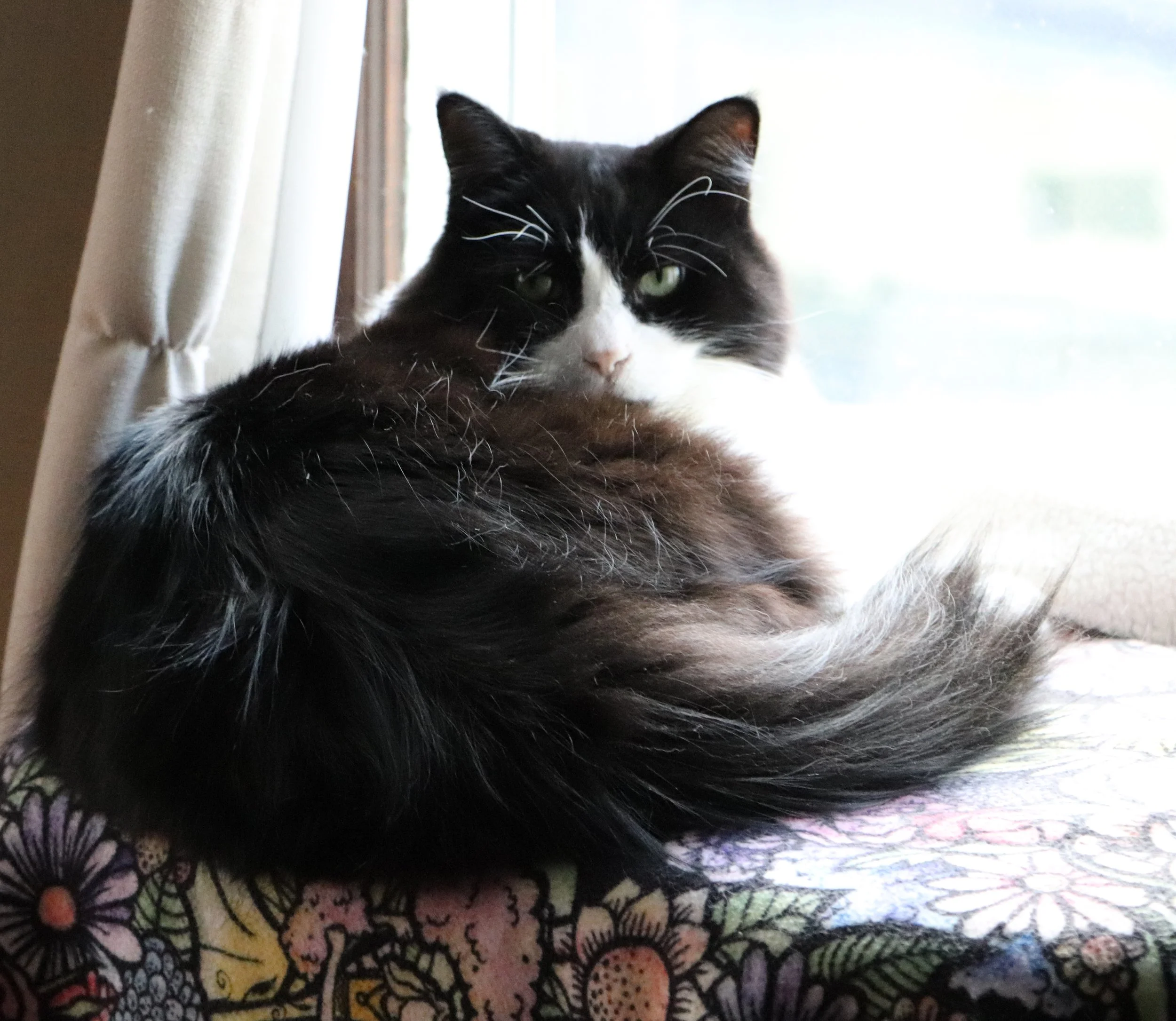 
Tuxedo cats often called Tuxie cats are beloved for their striking black and white coats These Tuxie cats charm with their playful personalities and unique markings The tuxedo black and white cat is highly sought after for its elegant appearance and