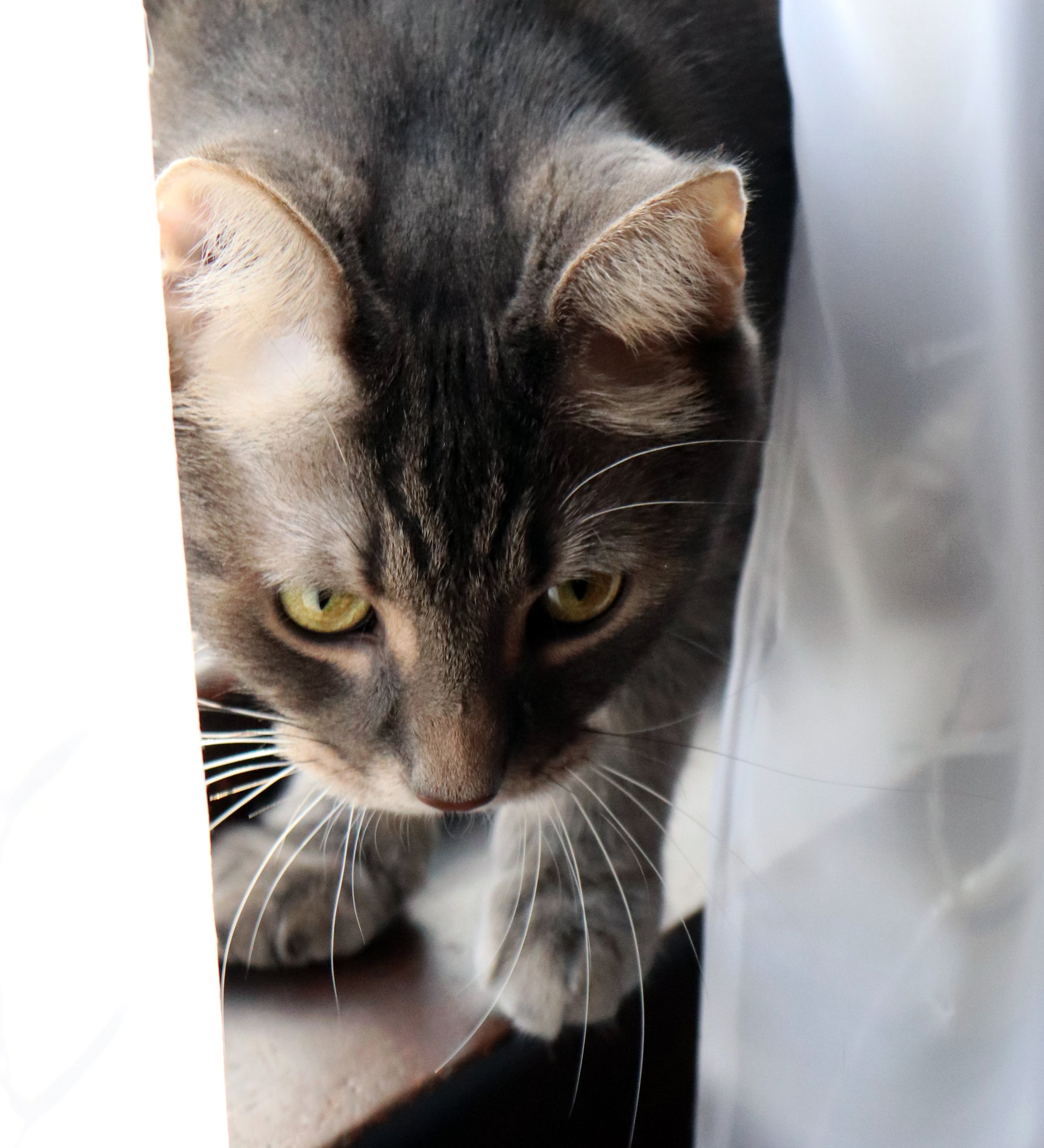 cute green eyed cats