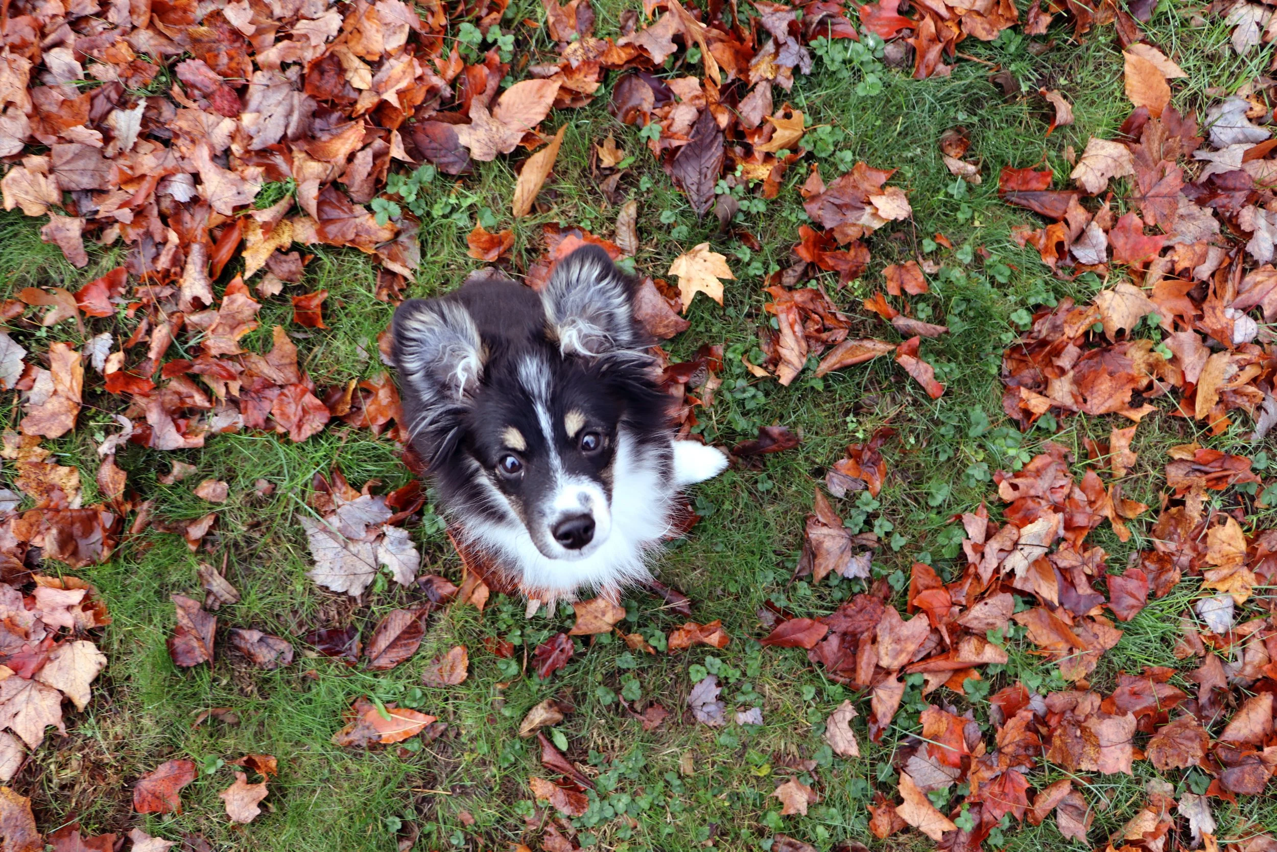 Australian Shepherd Corgi Mix