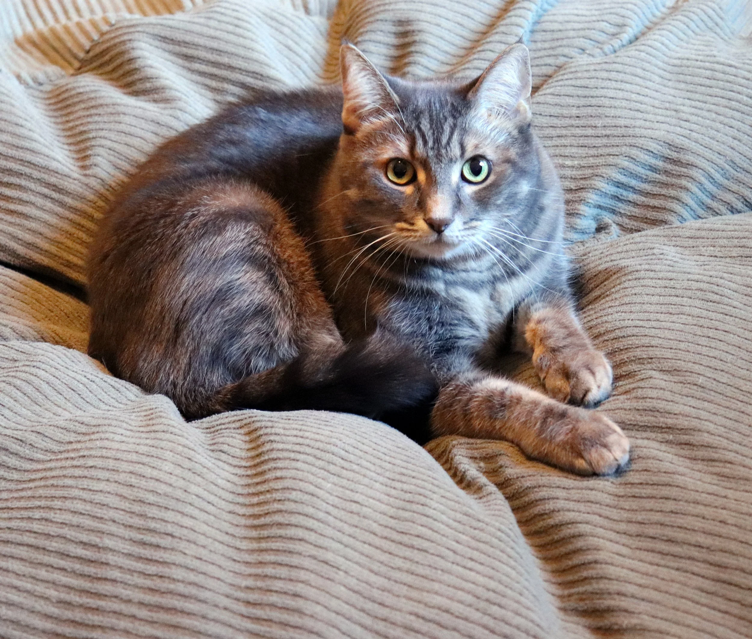 Gray tabby cat lying on a beige, textured fabric sofa with green eyes looking at the camera.
