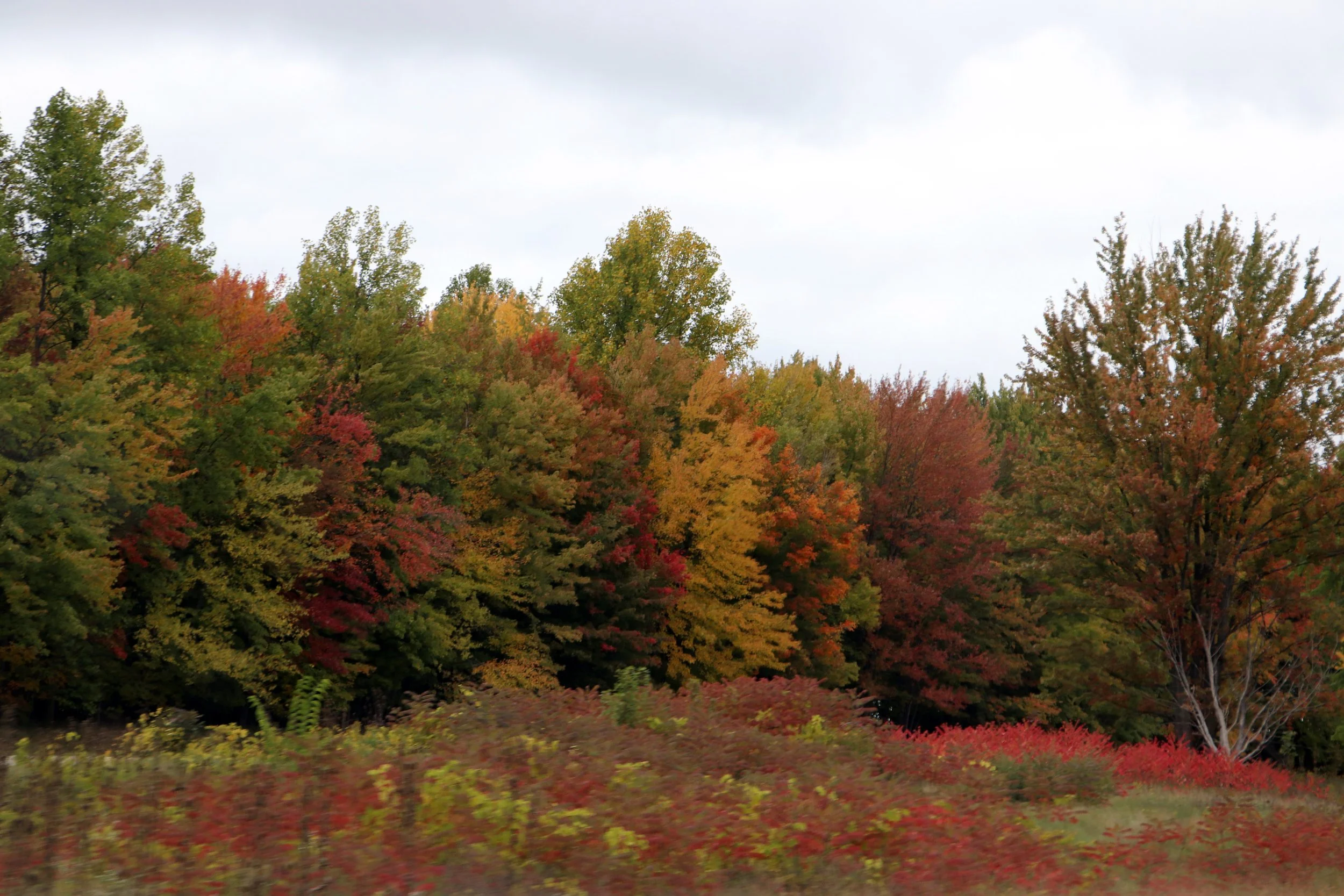 Colorful fall trees with red, yellow, and green leaves on a cloudy day.