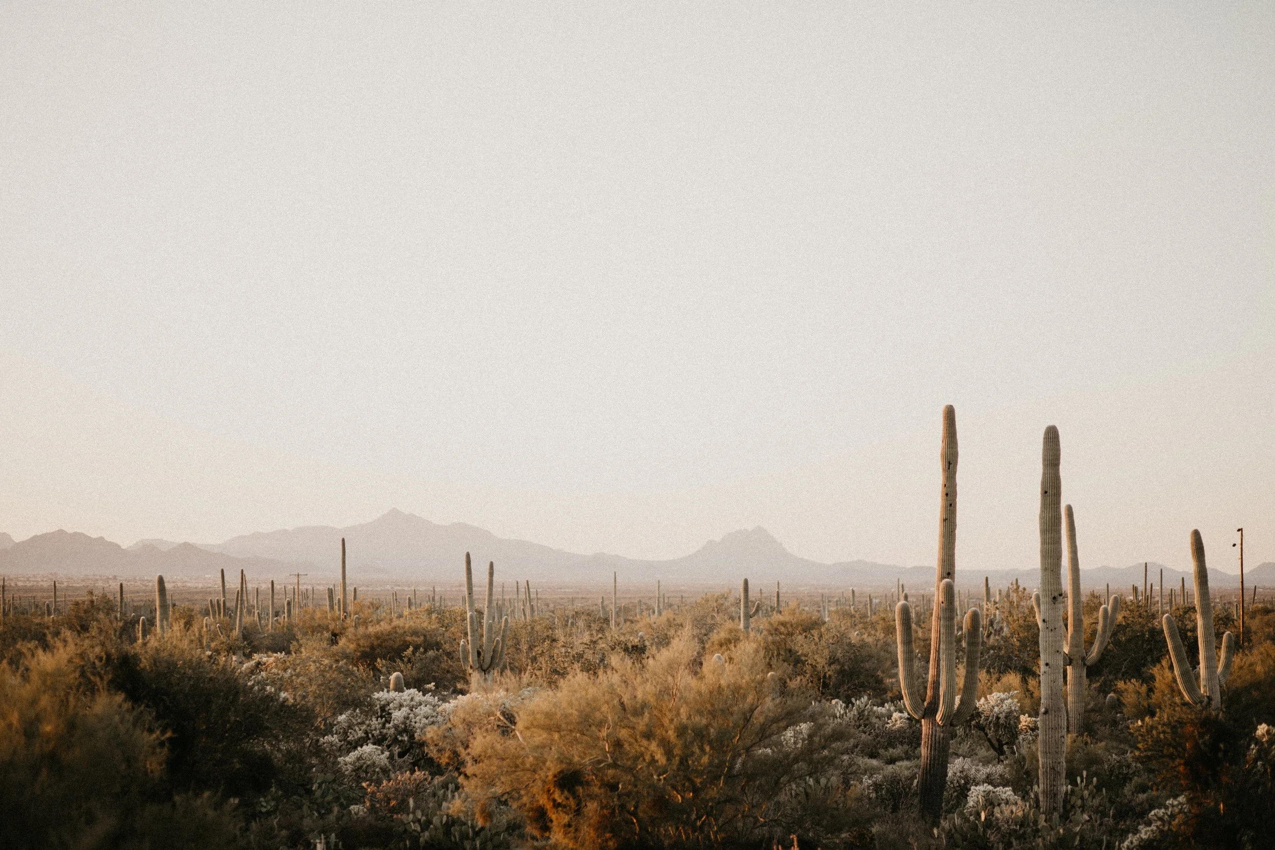 Desert Print 1-1-2.jpg