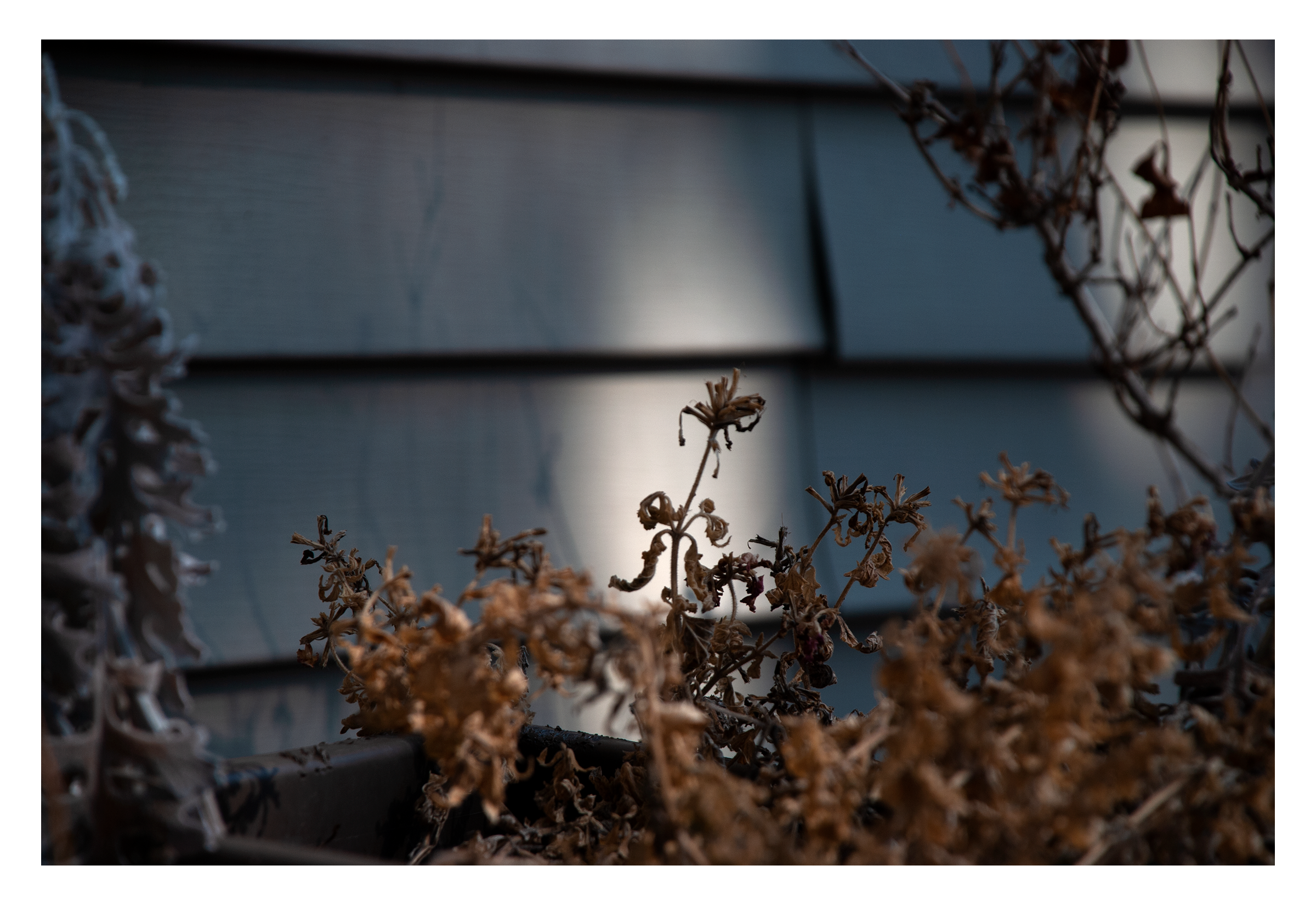 Dried flowers.png
