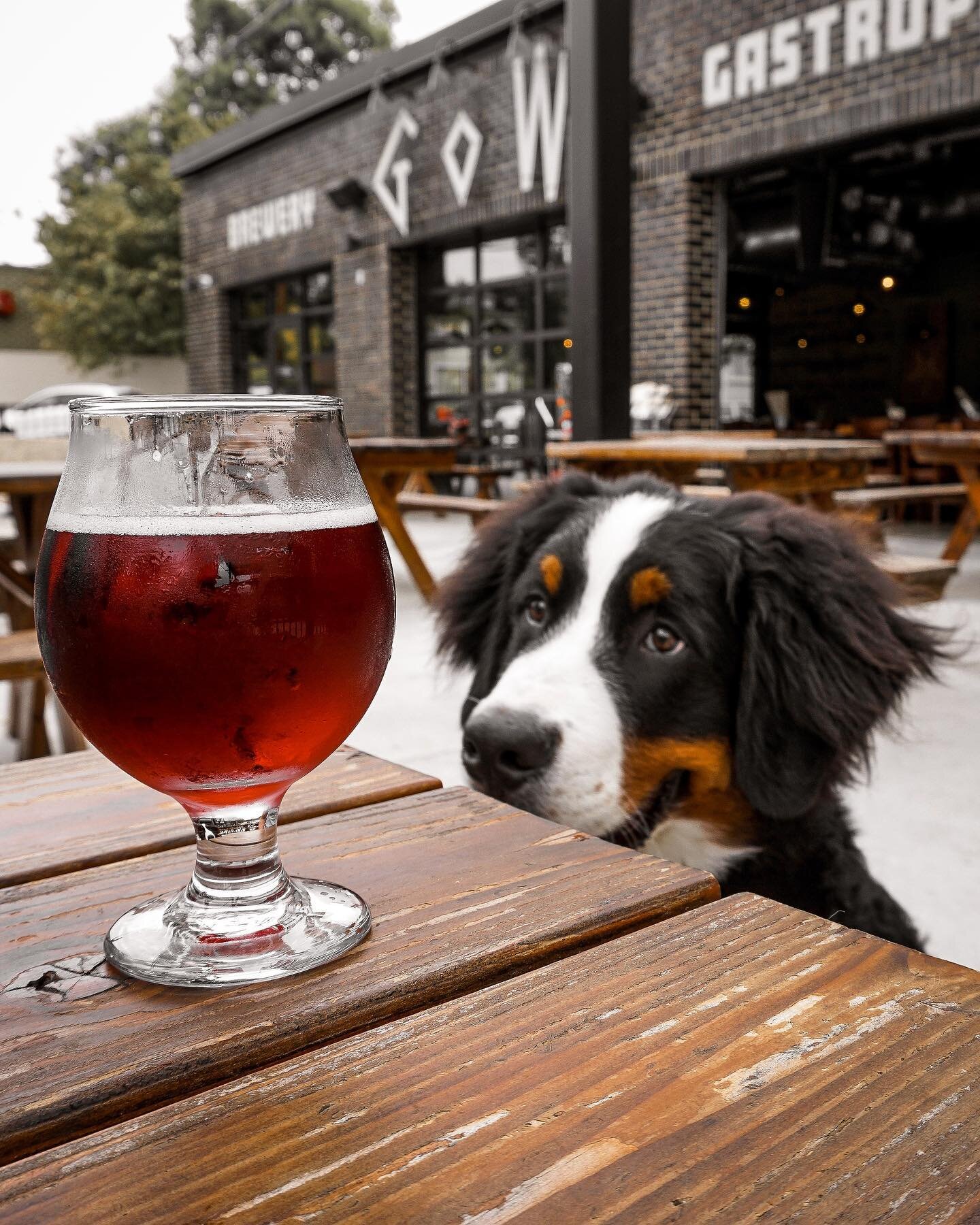 A dog walks into a bar...

Dog: Bartender, I&rsquo;d like whiskey.....and a coke.

Bartender: Sure thing, but what&rsquo;s with the big pause?

Dog: I don&rsquo;t know, I&rsquo;ve had &lsquo;em my whole life. 😂🐾

#fridayfunny #thatspunny #dadjokes 