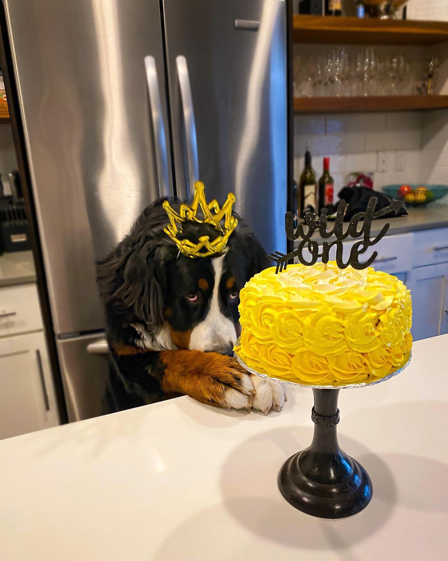 Wanna come to my pawty?

It&rsquo;s my birthday month and there are a couple of ways we can celebrate together!

If you are local to the Portland/Vancouver metro area, come to my birthday pawty and help me celebrate turning 21 (in dog years) while su