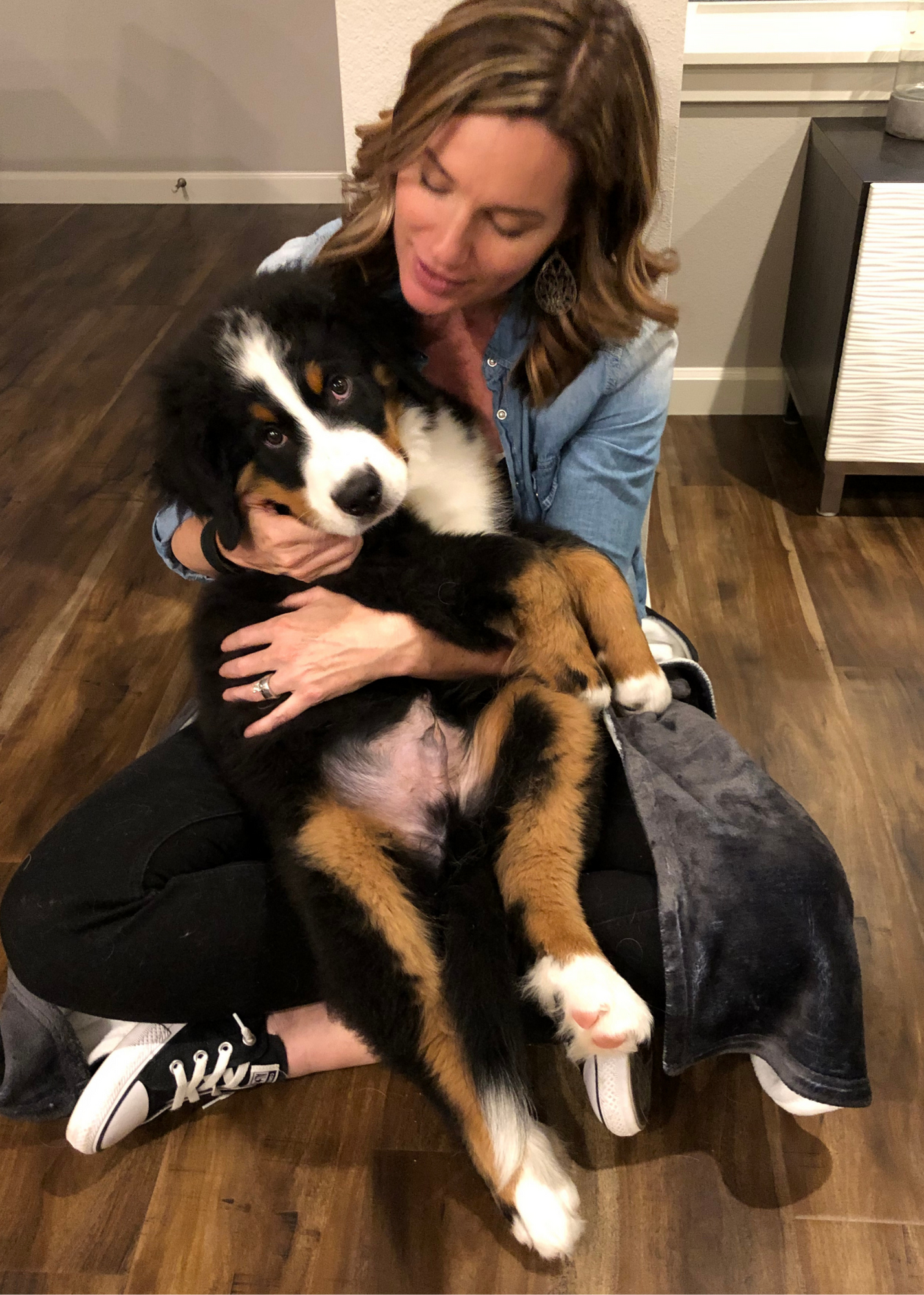 bernese mountain dog berner puppy in womans lap
