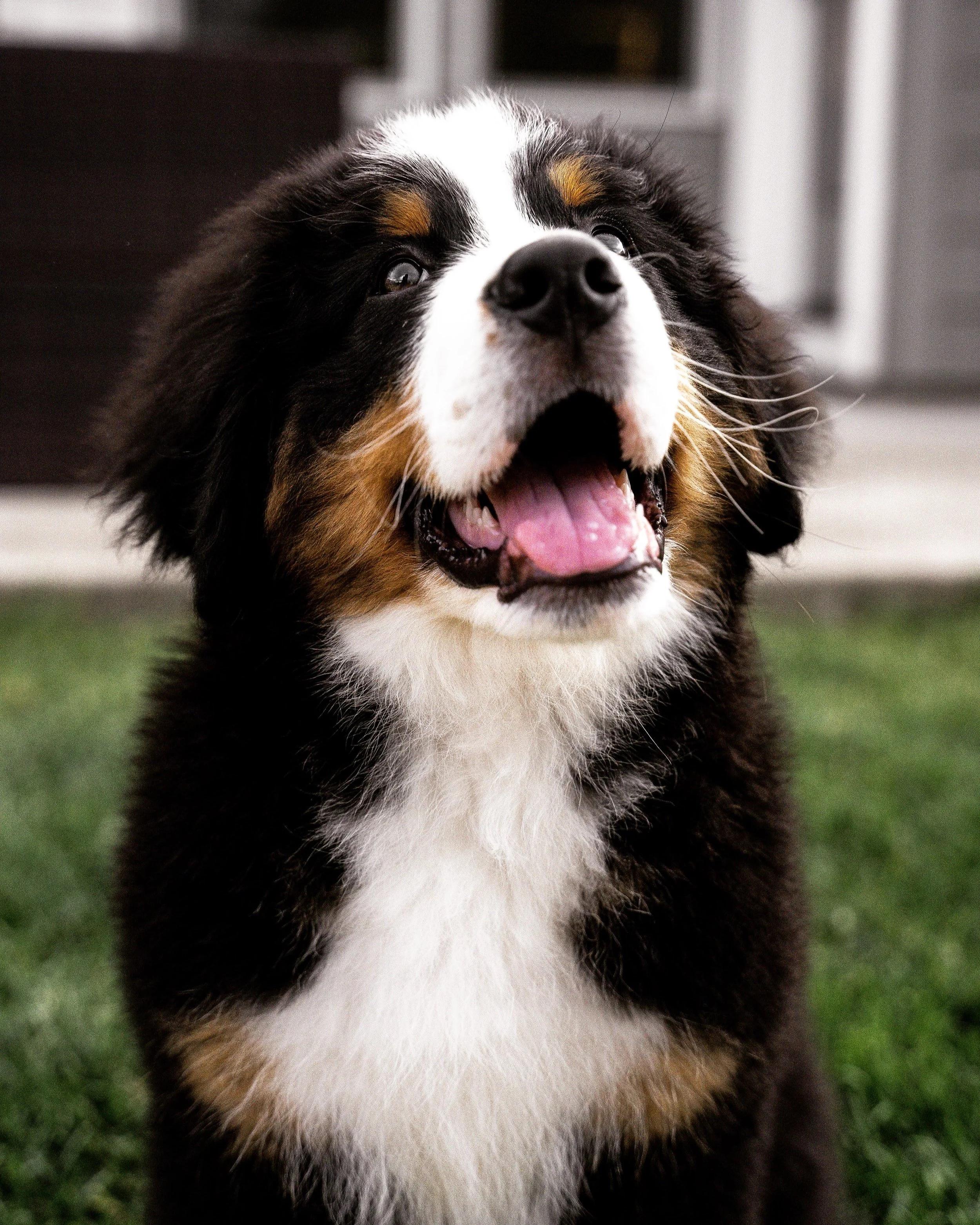 Dog Puppy Bernese Mountain Dog Sled Mountain Dog Bernese Cute