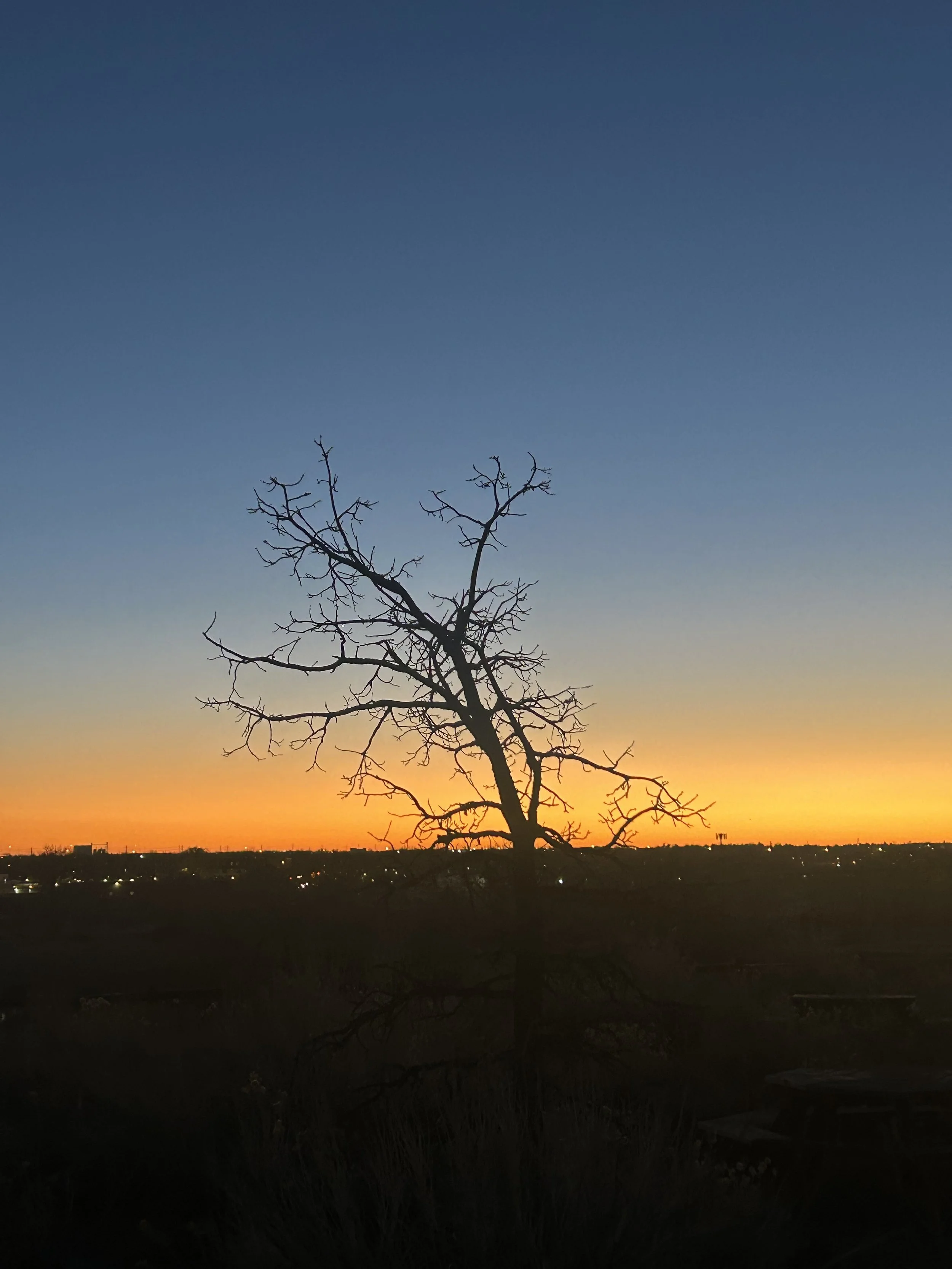 tree at sunrise with blue and orange sky